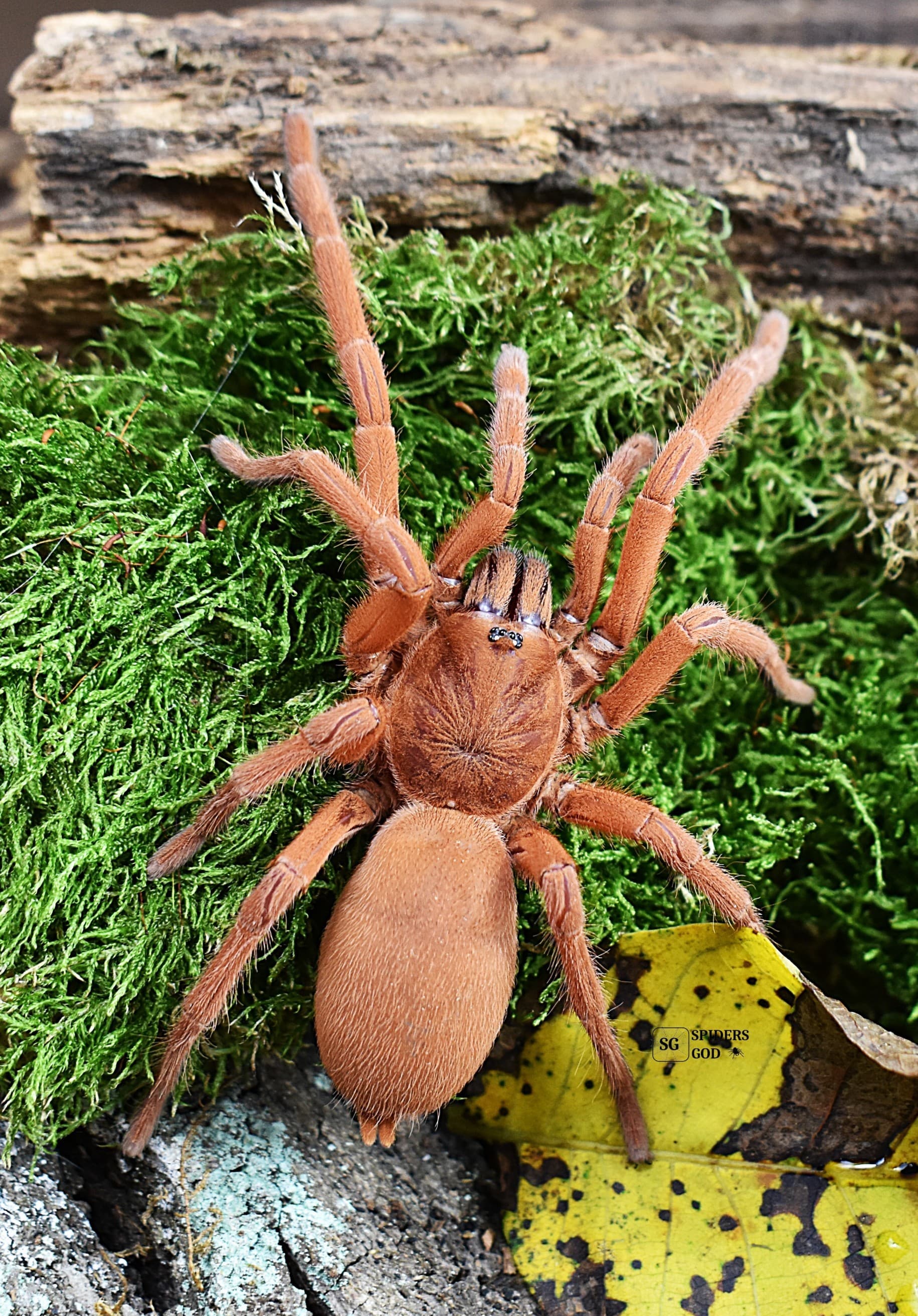 Selenobrachys philippinus L7