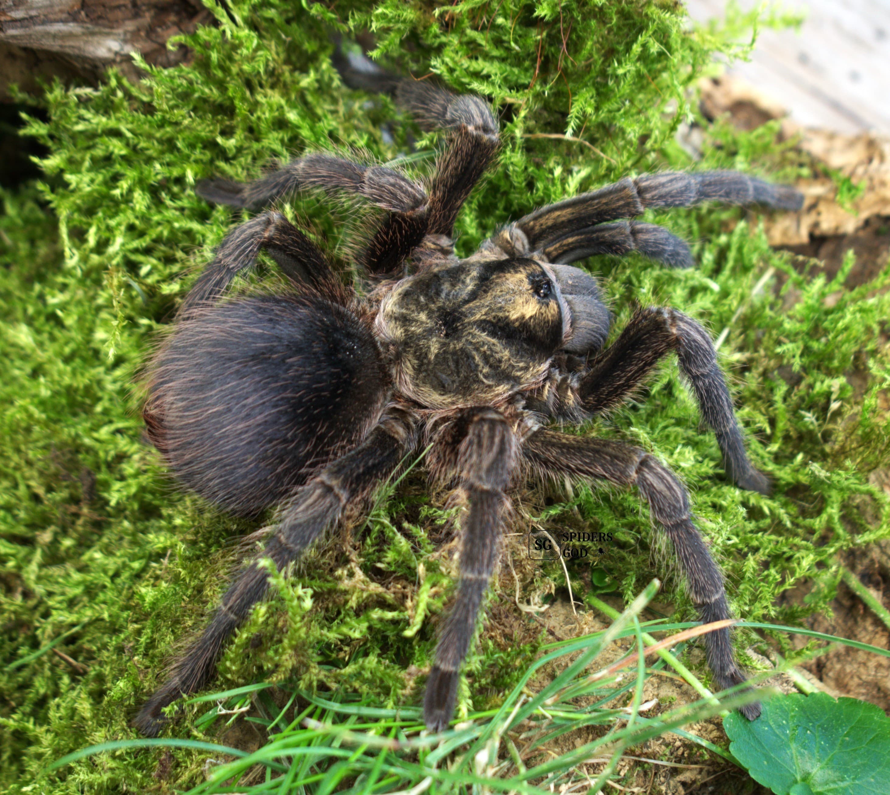 Phormictopus auratus 3DC samiec