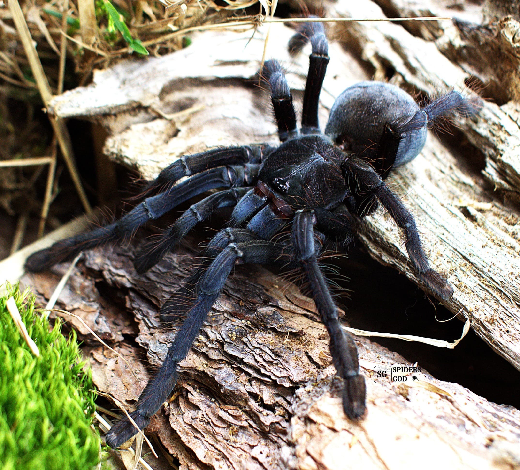 Phormingochilus arboricola L5