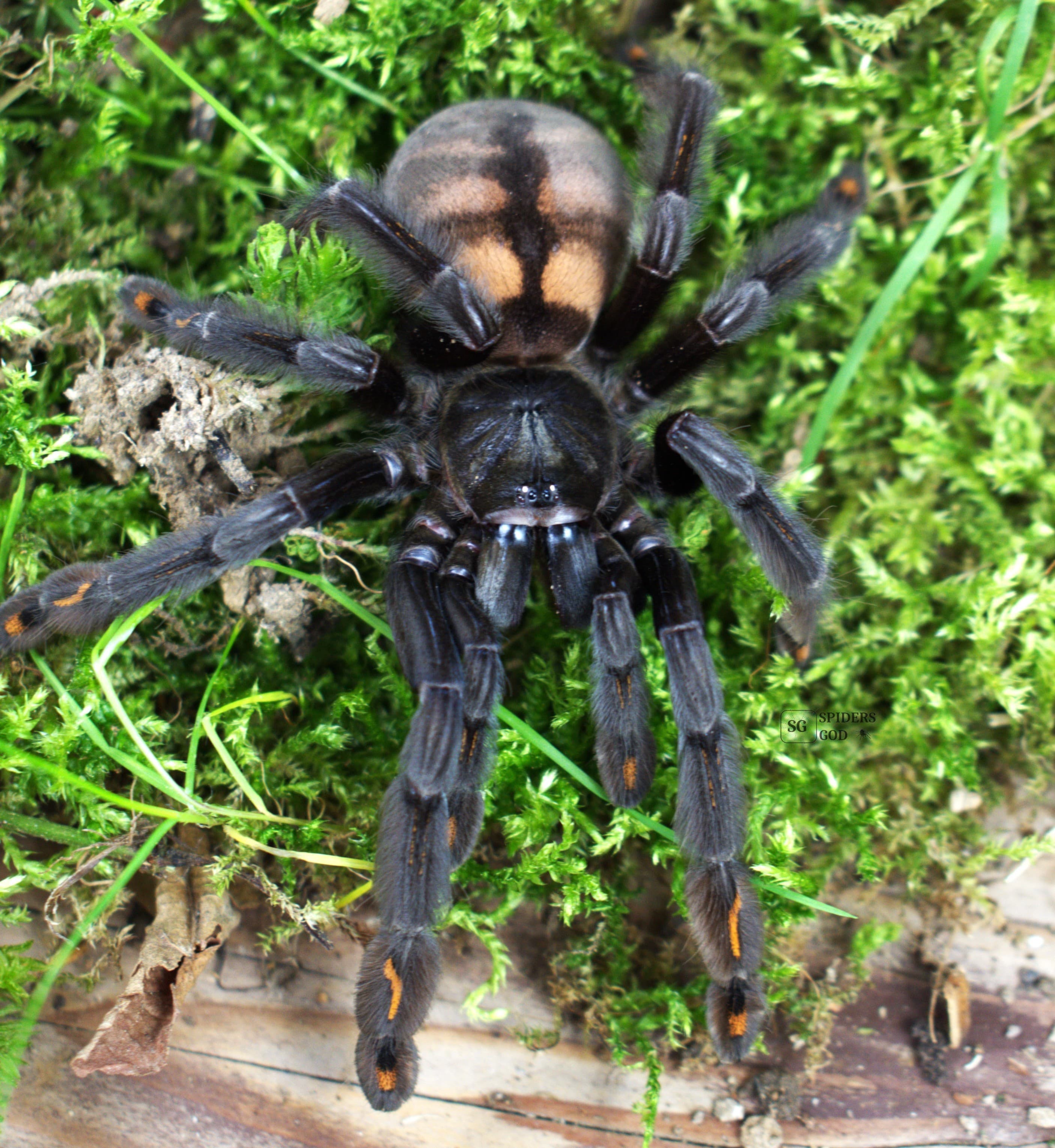 Psalmopoeus irminia L1