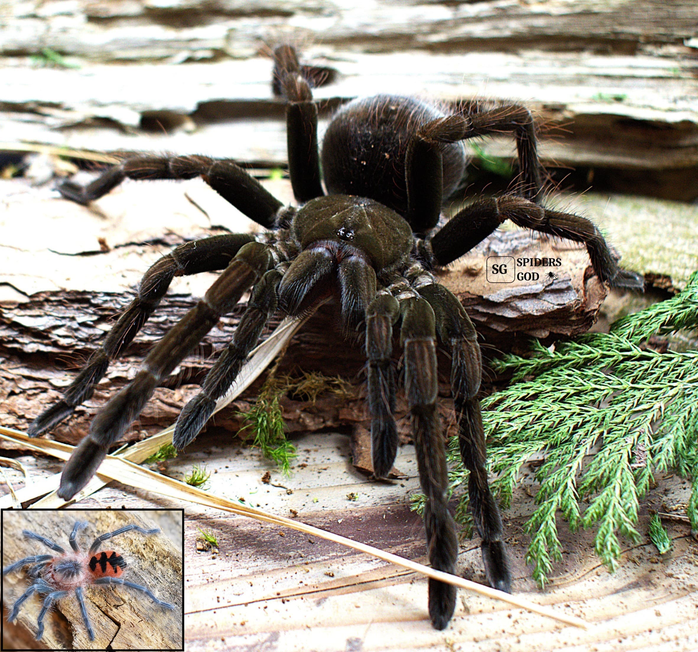 Pamphobeteus sp. magnanegra 4DC samiec