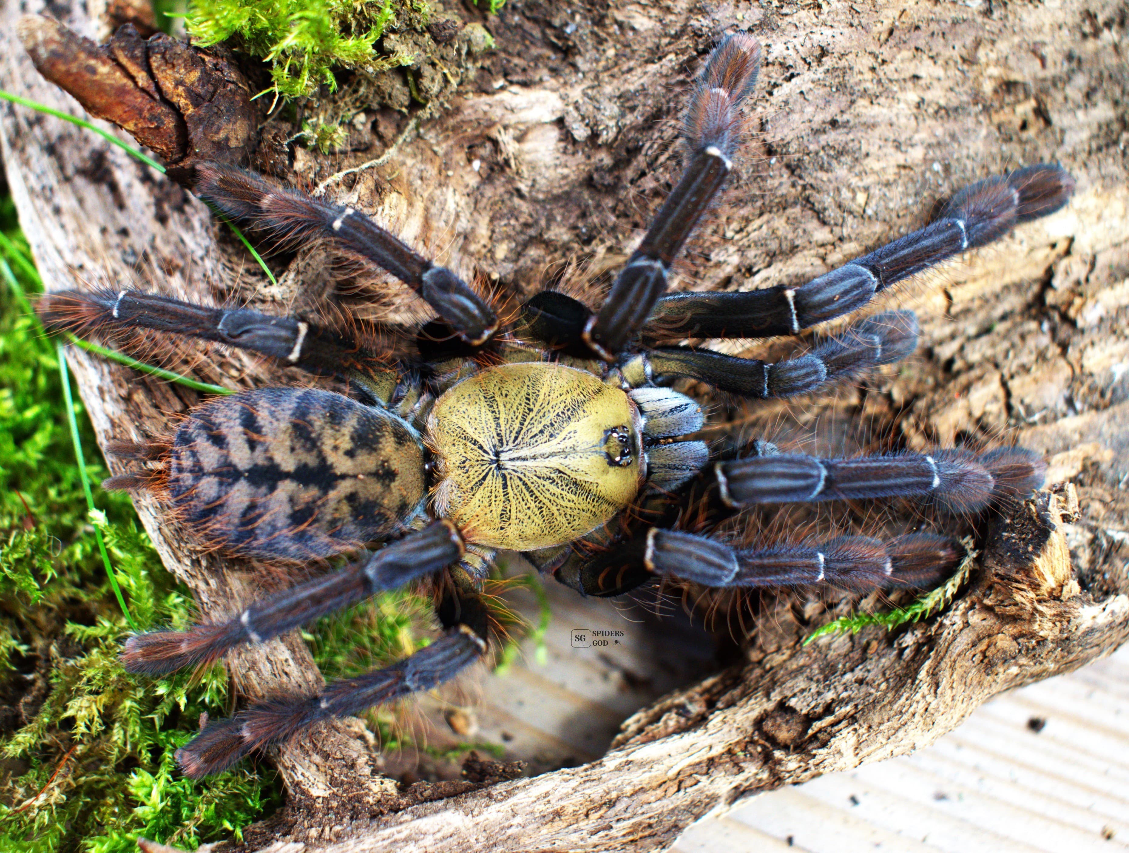 Phormingochilus sp. Akcaya L5
