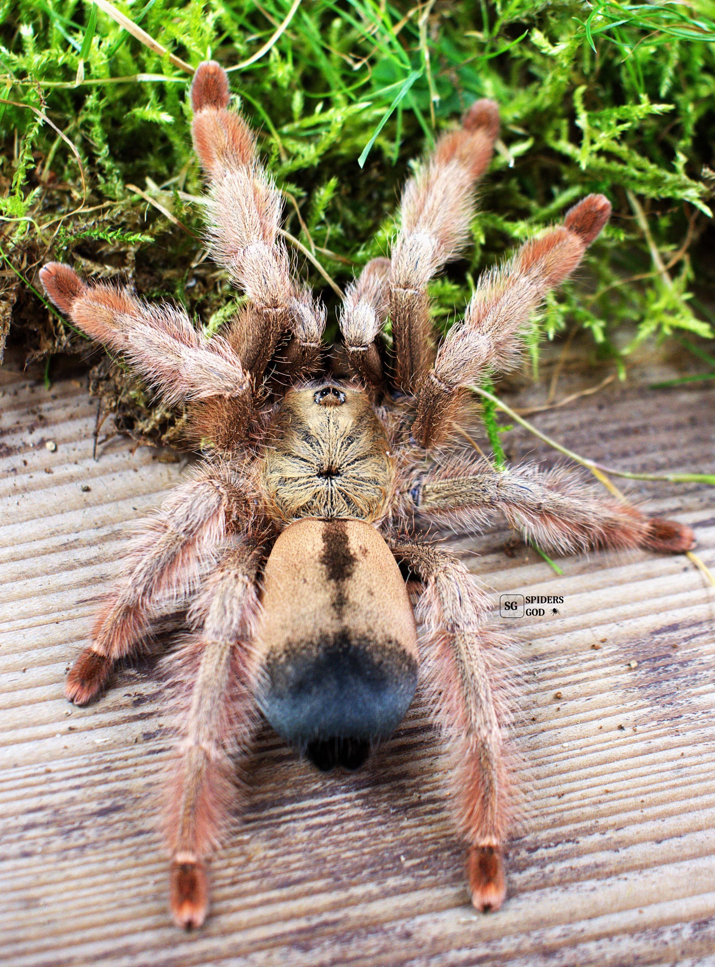 Psalmopoeus pulcher L5