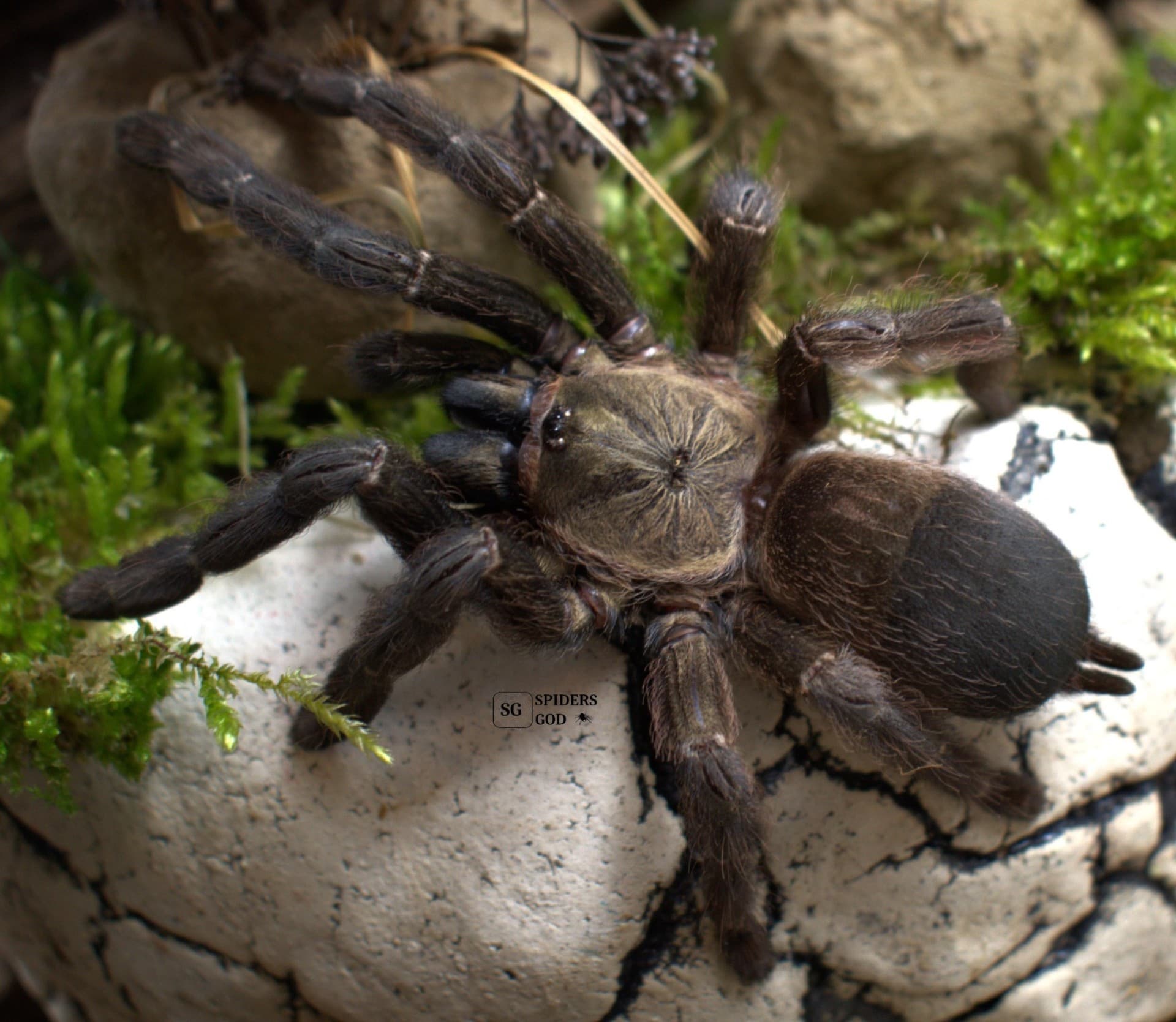 Psalmopoeus reduncus 4DC samica
