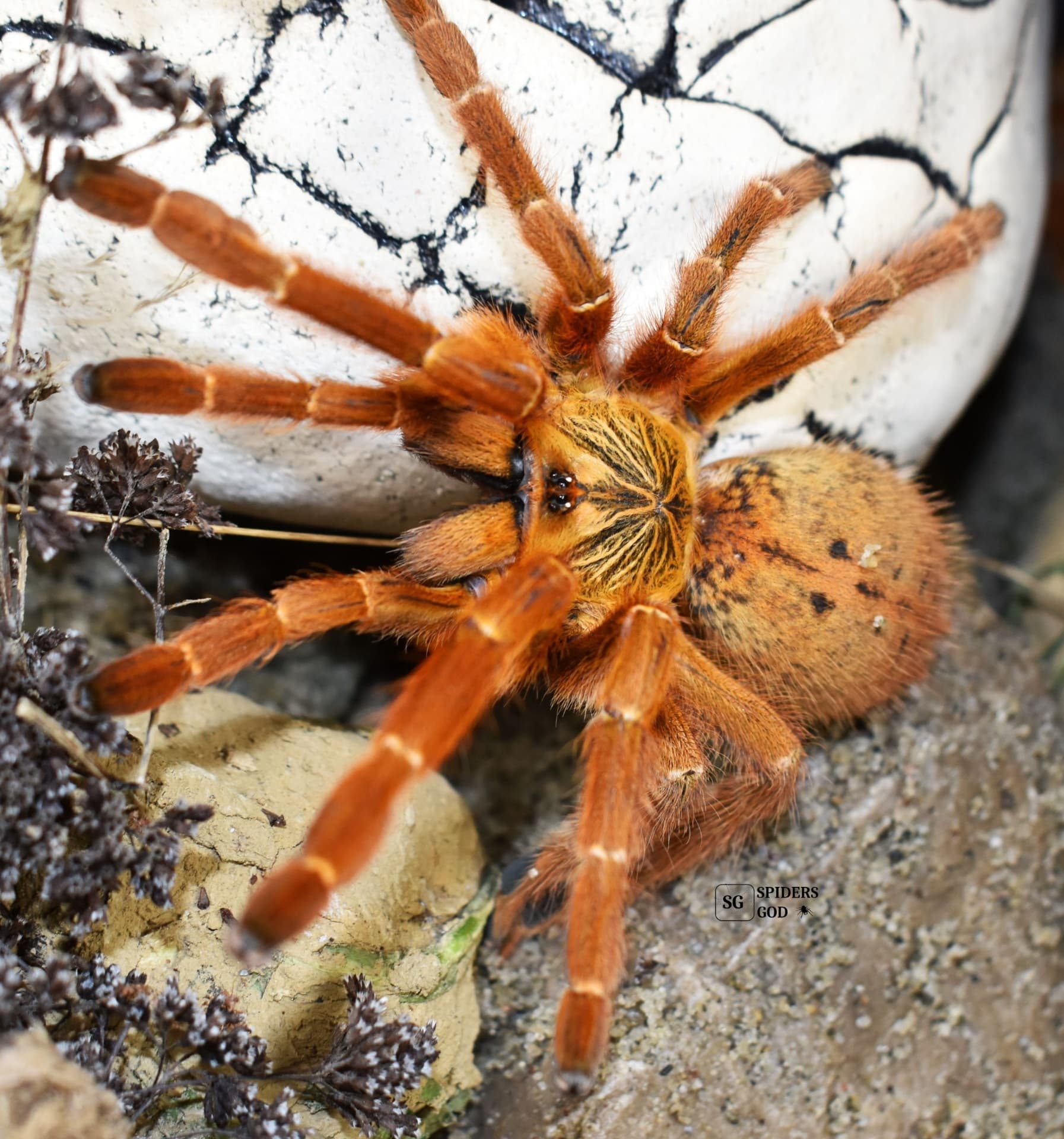 Pterinochilus murinus Usambara L7