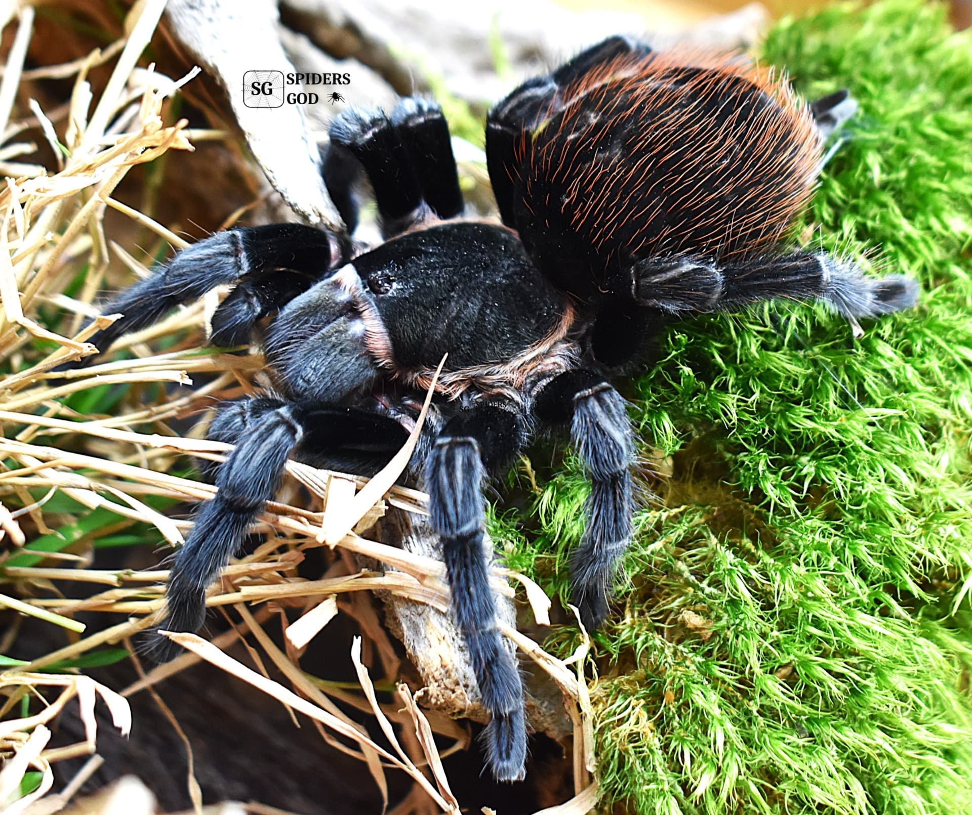 Tliltocatl vagans - Tliltocatl vagans L7 | Terra Market