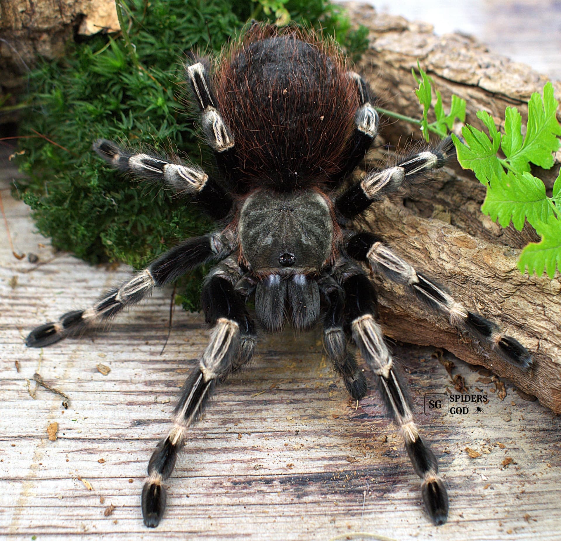 Vitalius (ex. Nhandu) chromatus L6