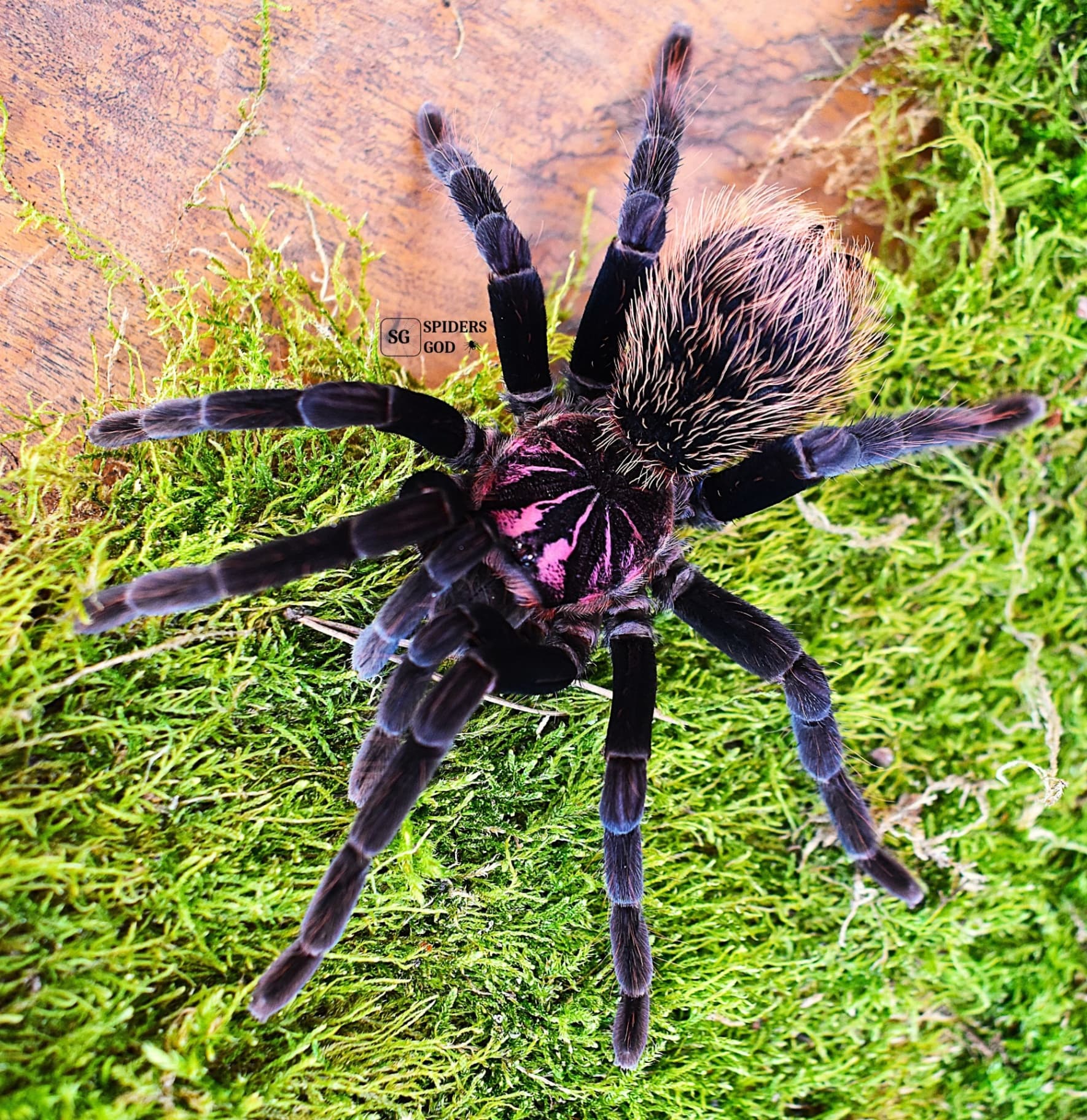 Xenesthis immanis L2
