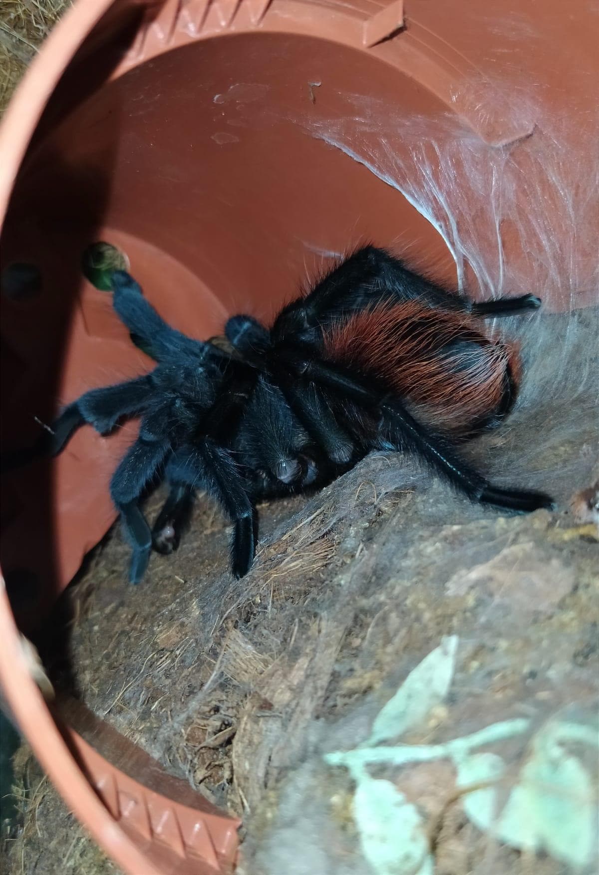 Aphonopelma anax - Aphonopelma anax - dorosły samiec | Terra Market