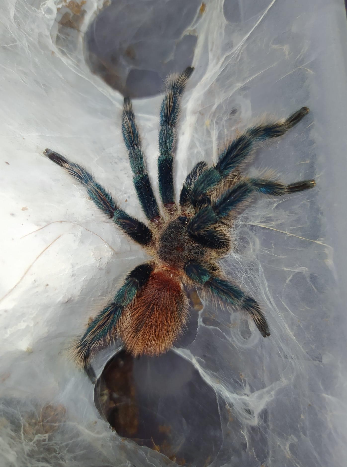 Dolichothele diamantinensis - Dolichothele diamantinensis - dorosły samiec | Terra Market