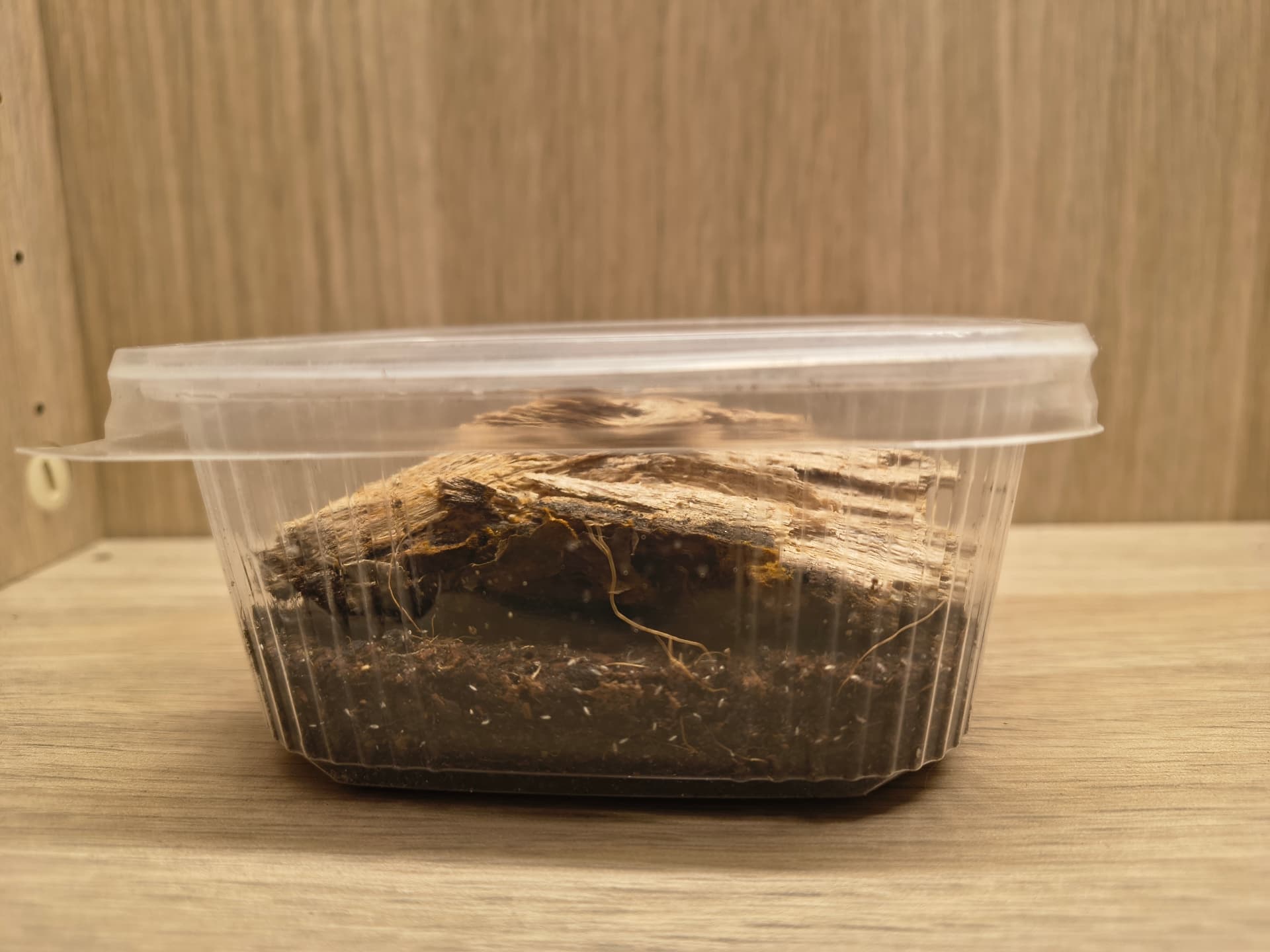 Collembola - Skoczogonki - ekipa sprzątająca | Terra Market