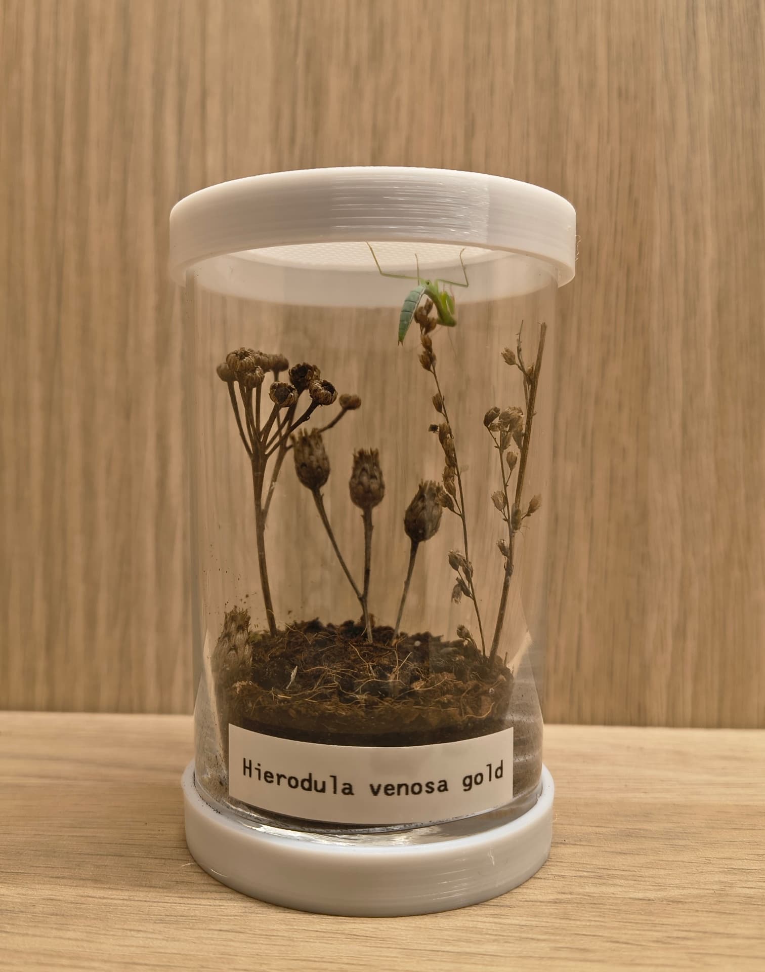 Wyposażenie do terrarium dla modliszek auf Terra Market