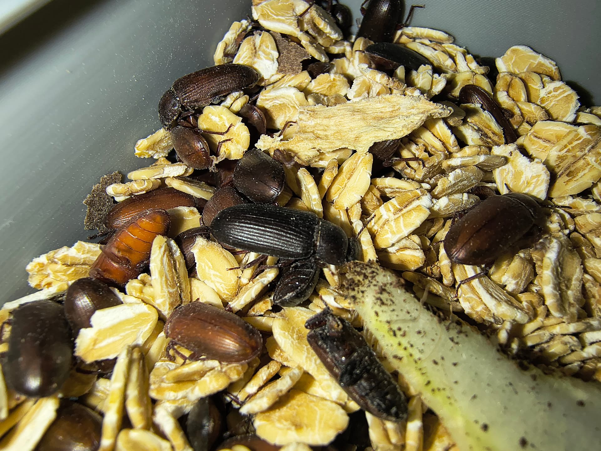 Stado zarodowe mącznika młynarka on Terra Market