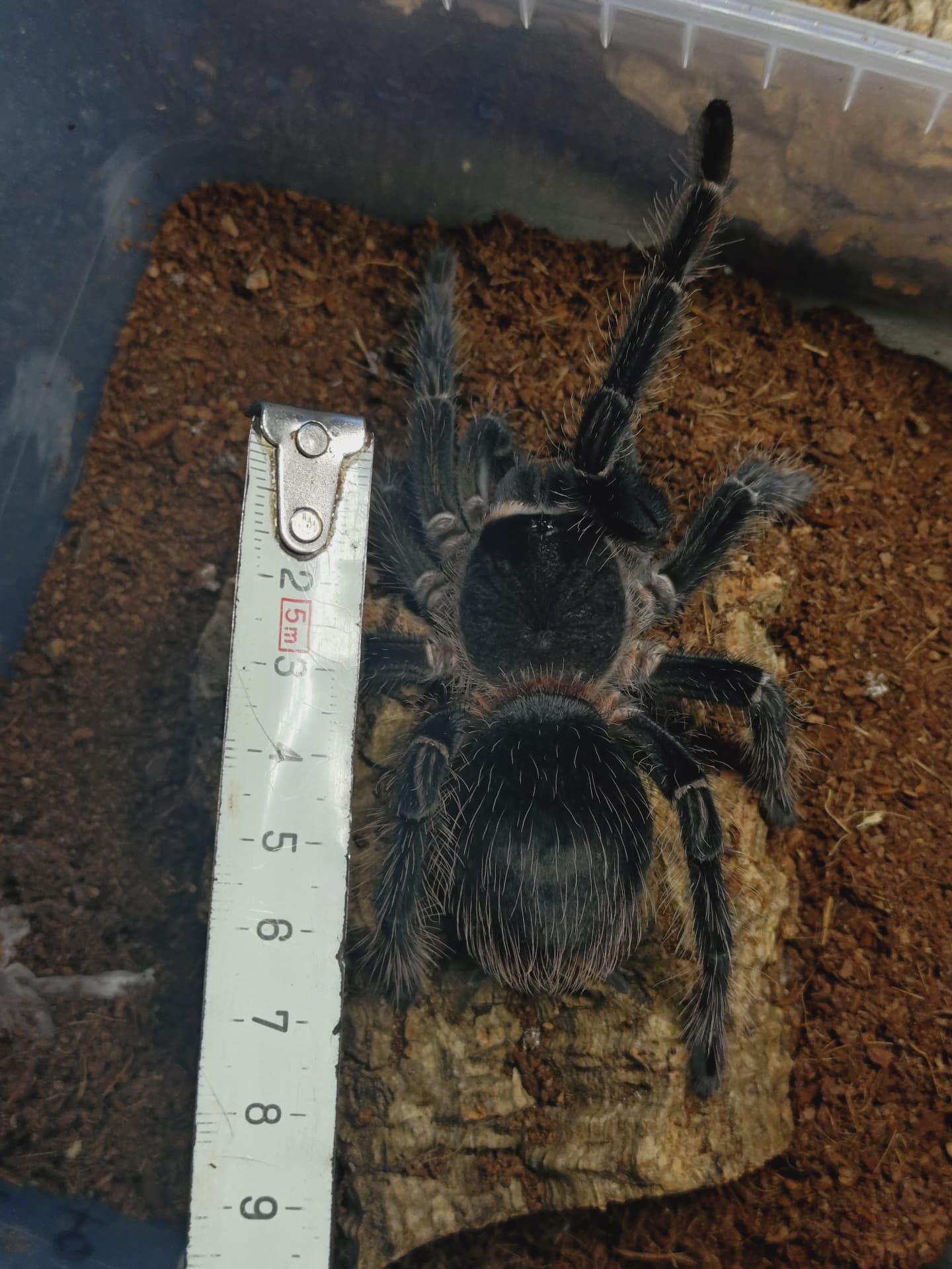 Lasiodora parahybana - Lasiodora parahybana | Terra Market
