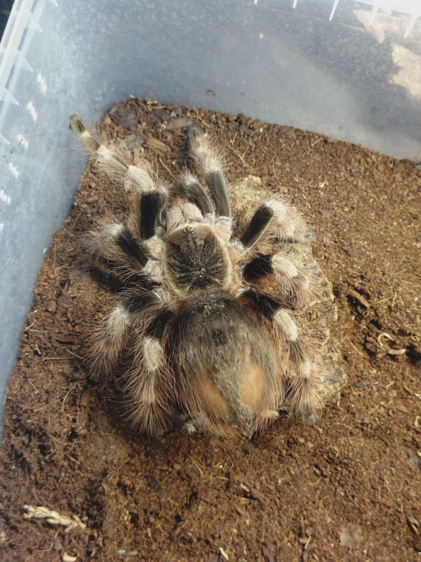 Nhandu coloratovillosus - Nhandu coloratovilosus | Terra Market