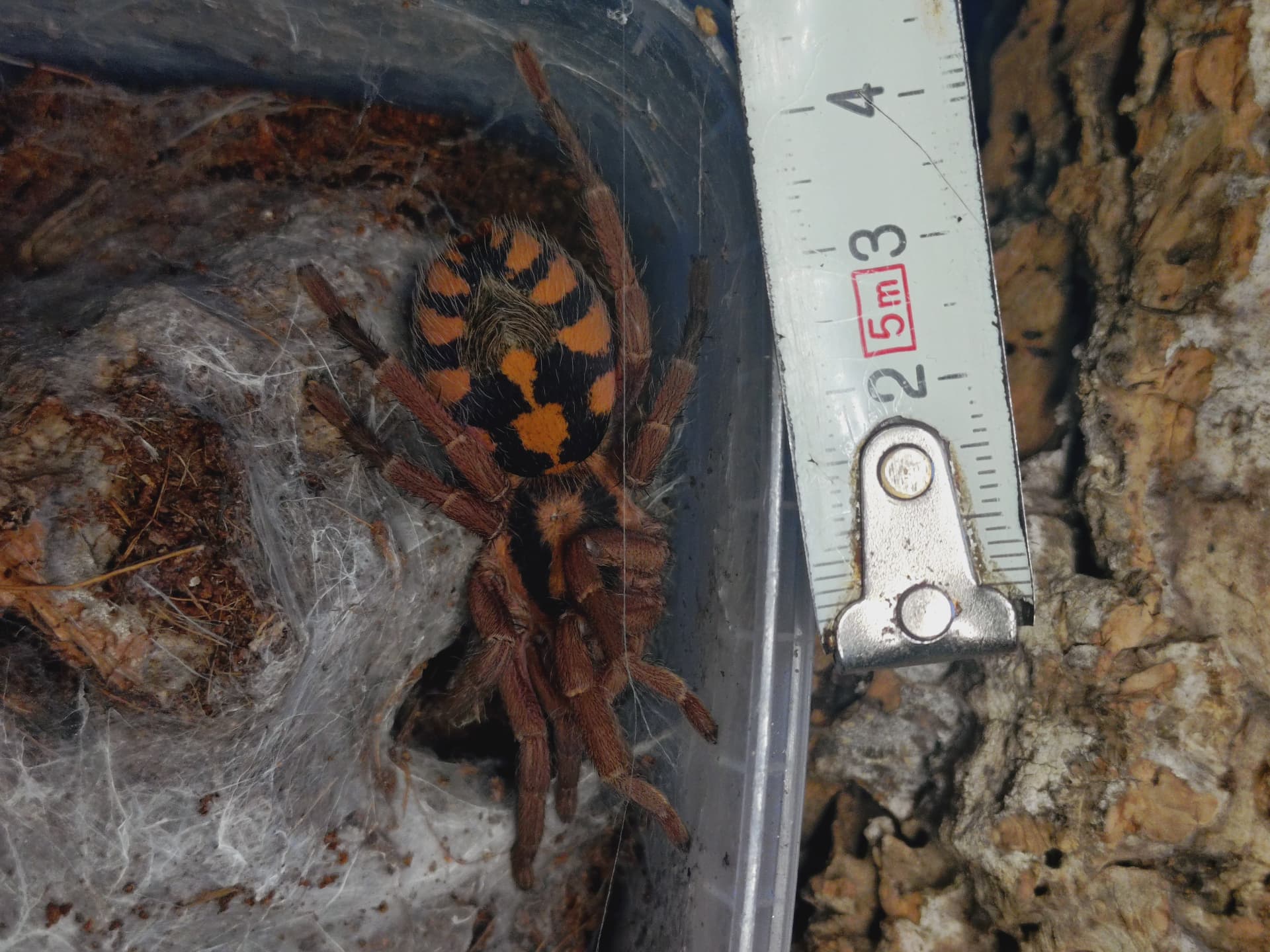 Hapalopus formosus - Hapalopus formosus | Terra Market