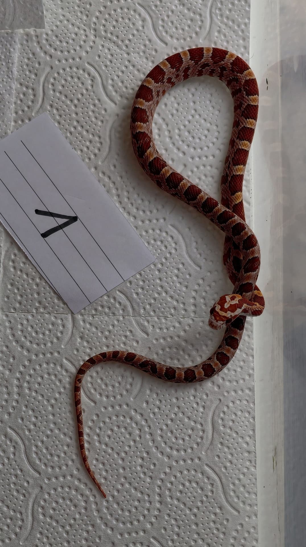 Pantherophis guttatus - Ultramel het Anery | Terra Market