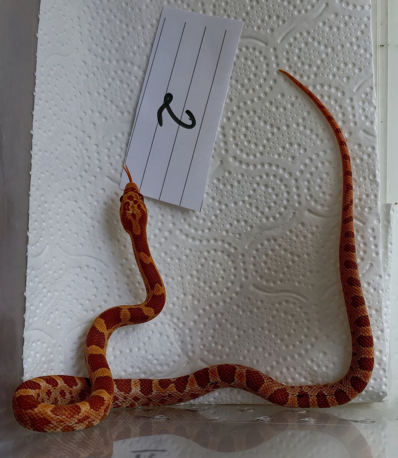 Pantherophis guttatus - Ultramel het Anery samiec | Terra Market