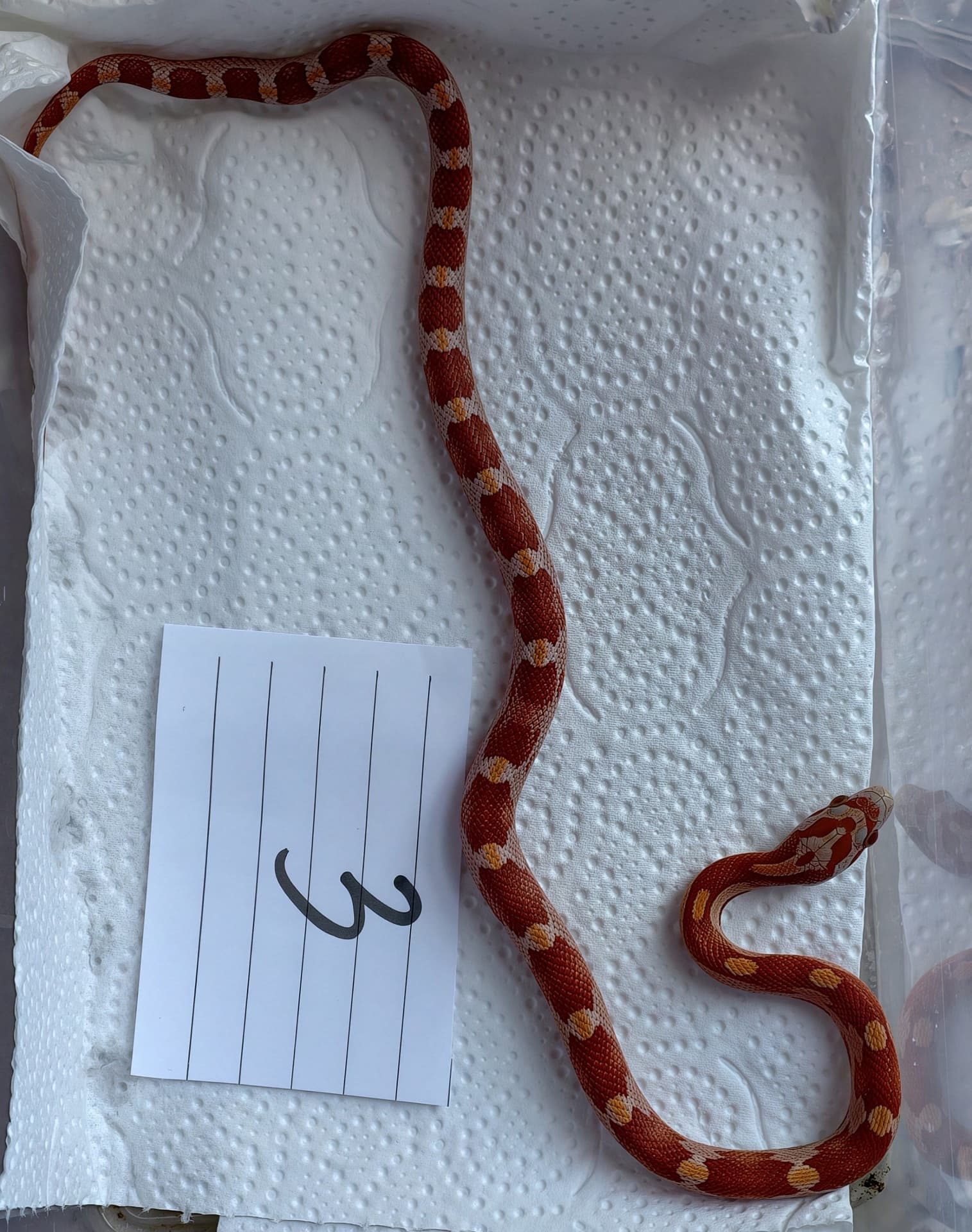 Pantherophis guttatus - Ultramel Motley samiczka | Terra Market