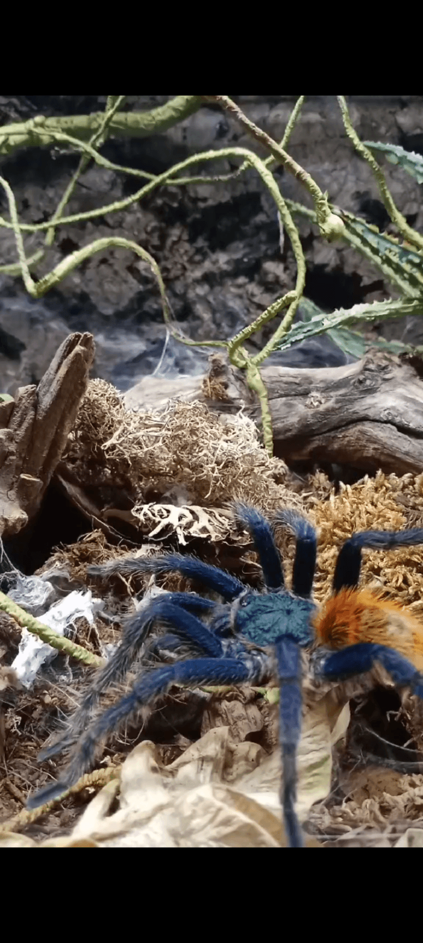 Chromatopelma cyaneopubescens - Dorosły nabity samiec | Terra Market