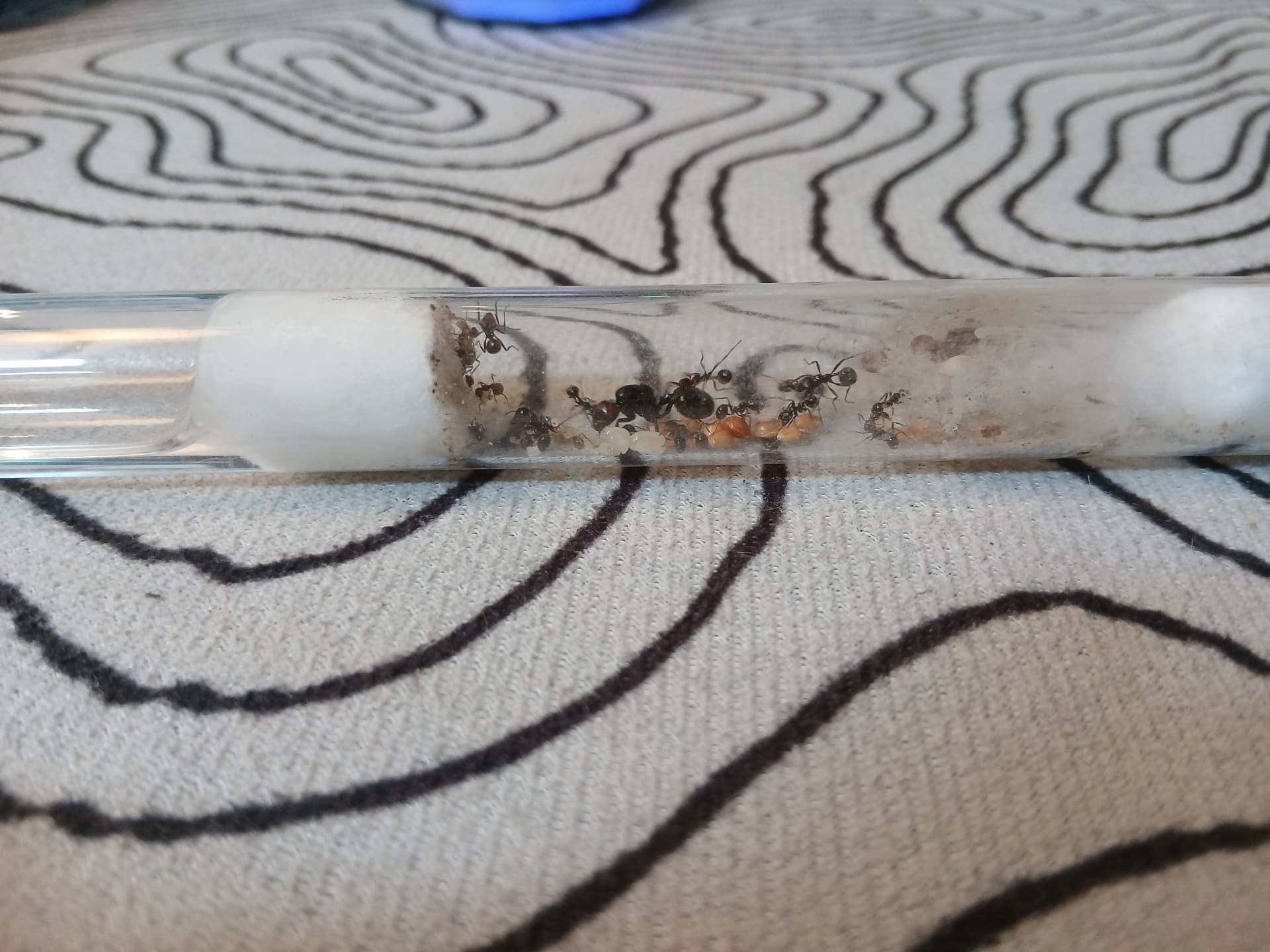 messor barbarus - Messor barbarus—colony of 20–30 workers + queen | Terra Market