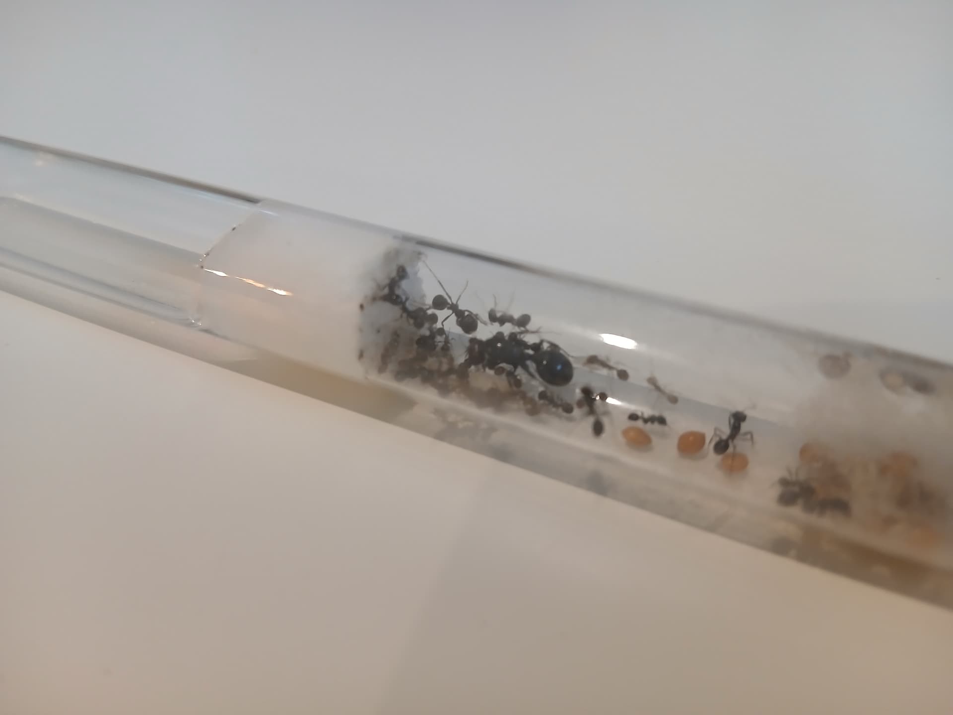 messor barbarus - Messor barbarus—colony of 20–30 workers + queen | Terra Market