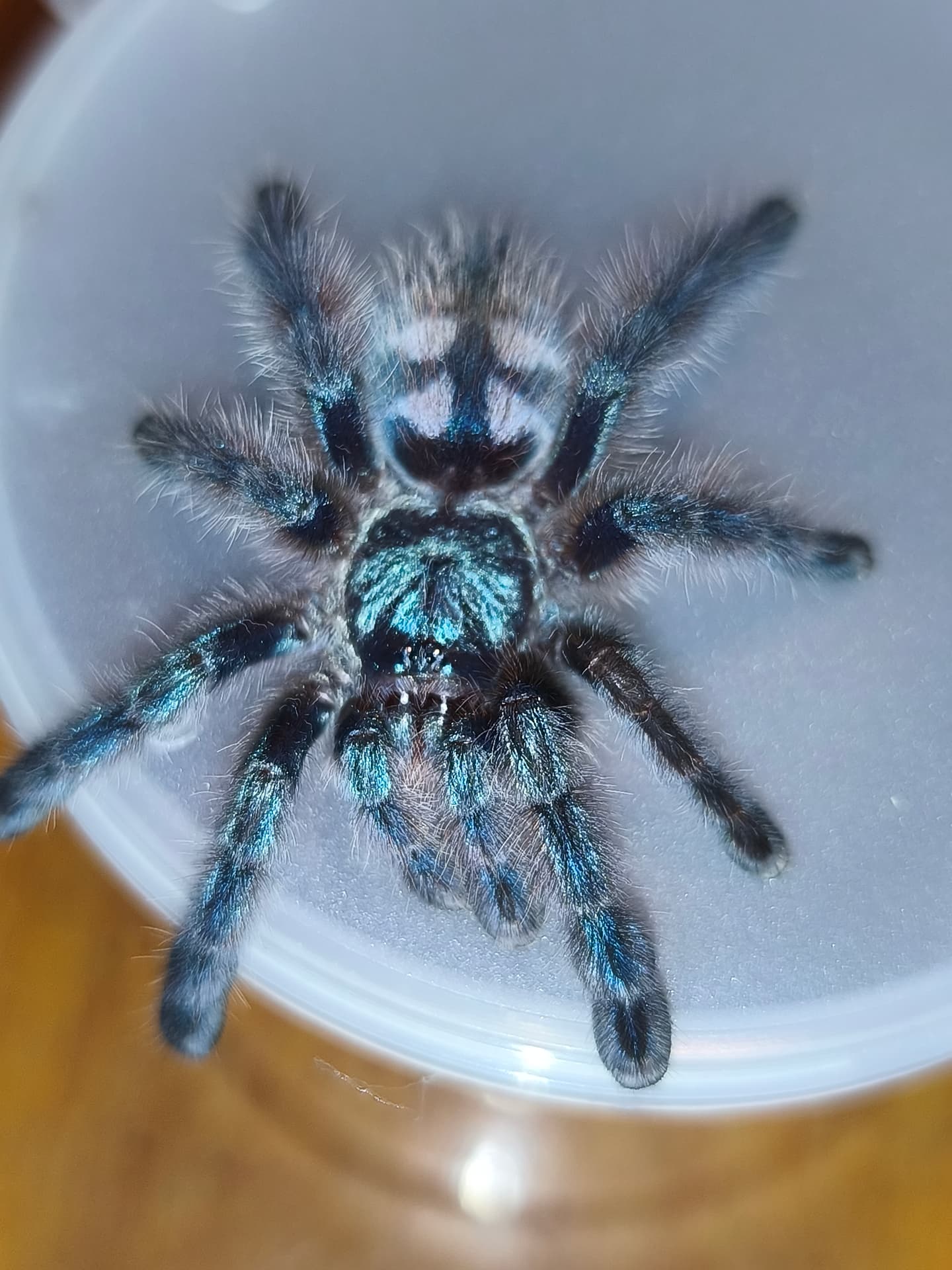 Caribena versicolor L6-7