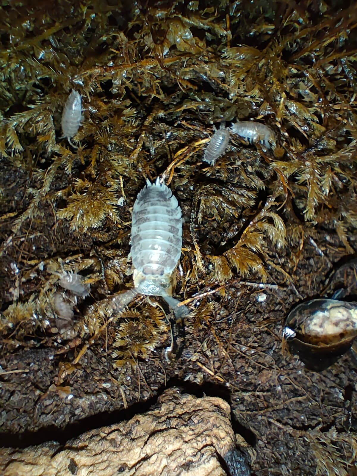 Porcellio laevis "milkback" - Pack of 10 Porcellio laevis "milkback" | Terra Market
