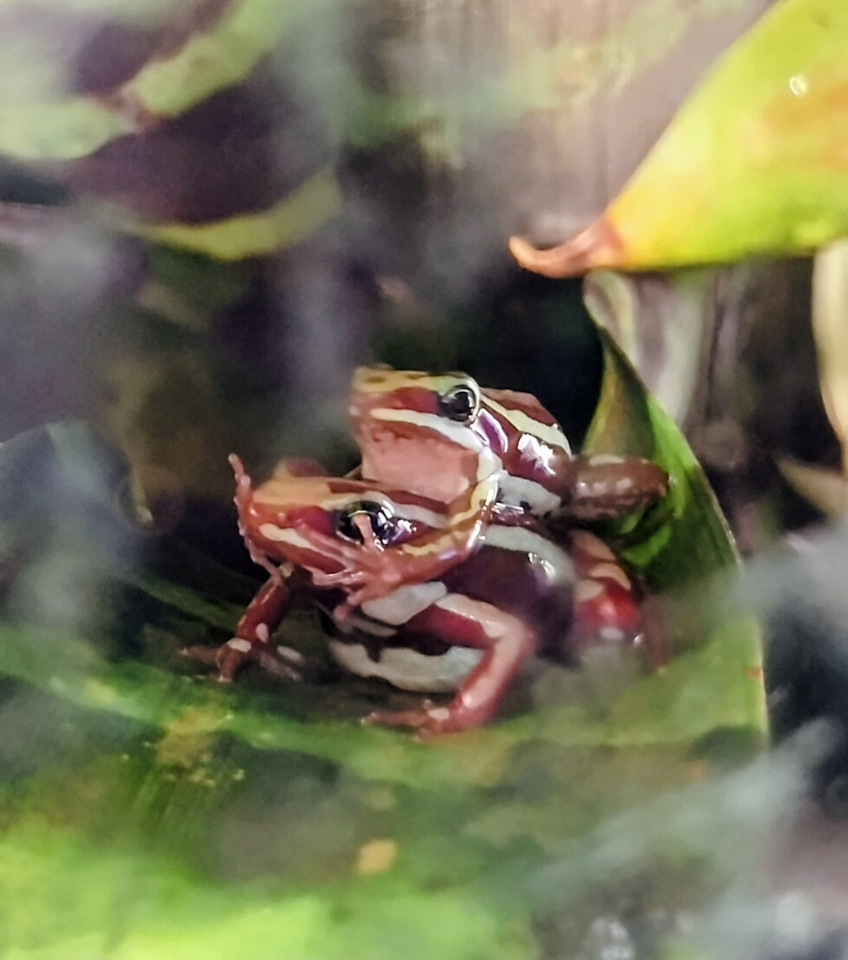 Epipedobates tricolor - Epipedobates anthonyi - Jungtiere aus eigener Zucht | Terra Market