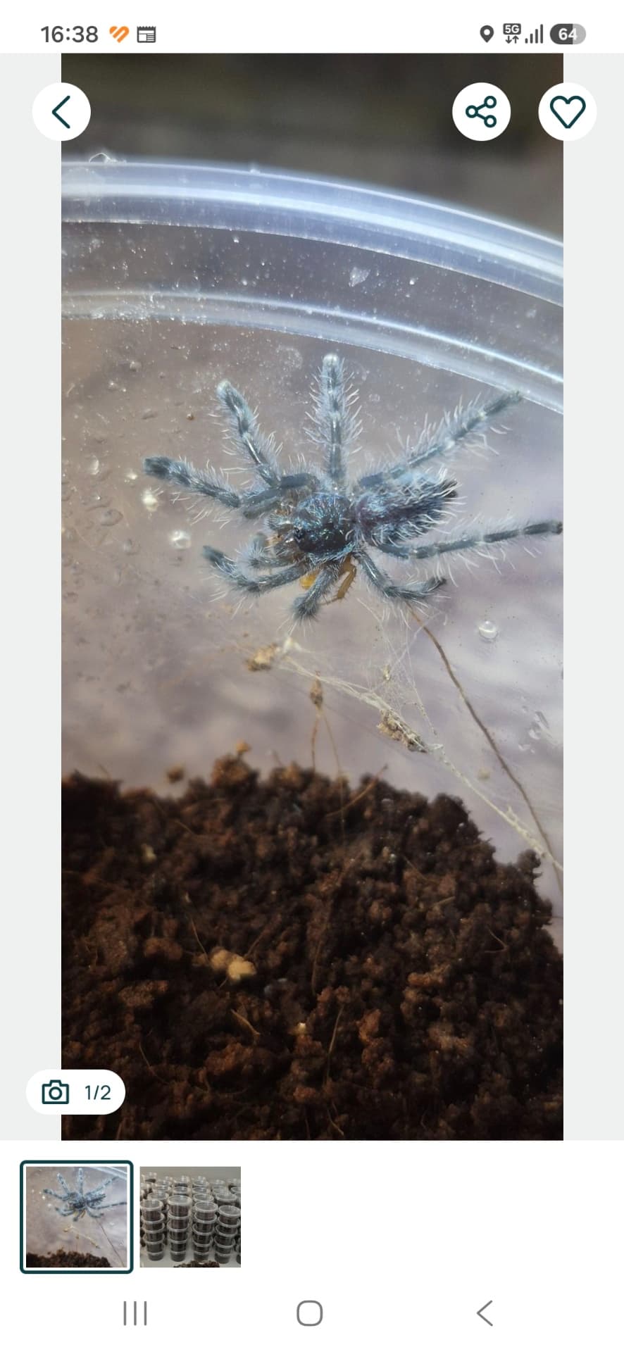 Caribena versicolor - 40szt w hurcie taniej | Terra Market