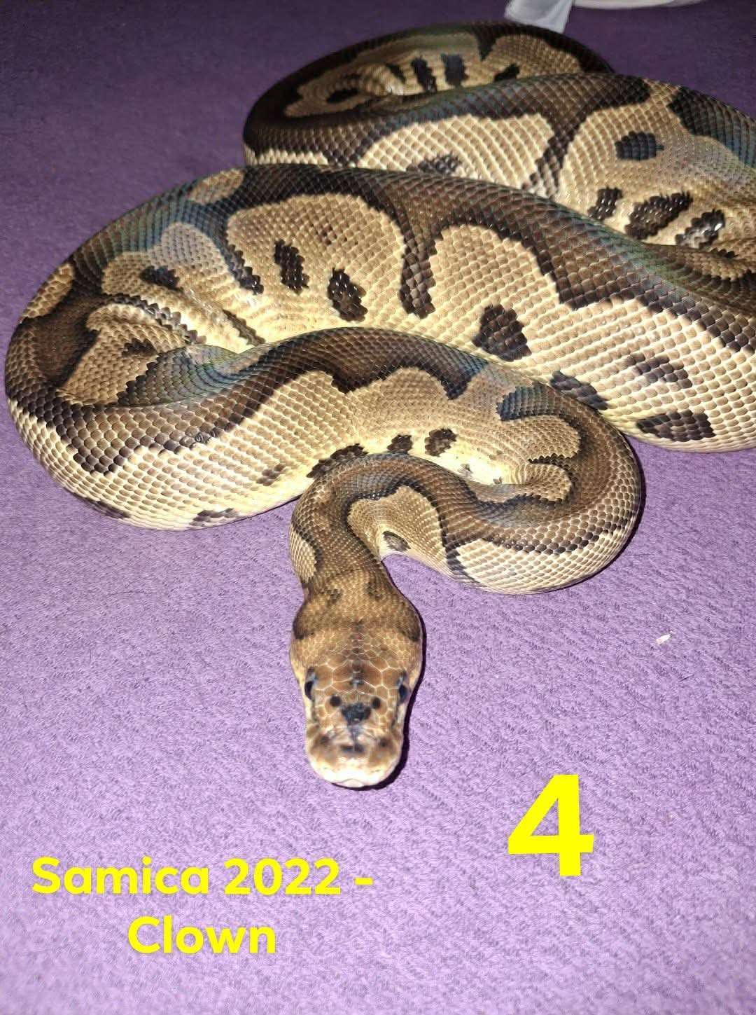 Python regius - Female Royal Python "Clown" | Terra Market
