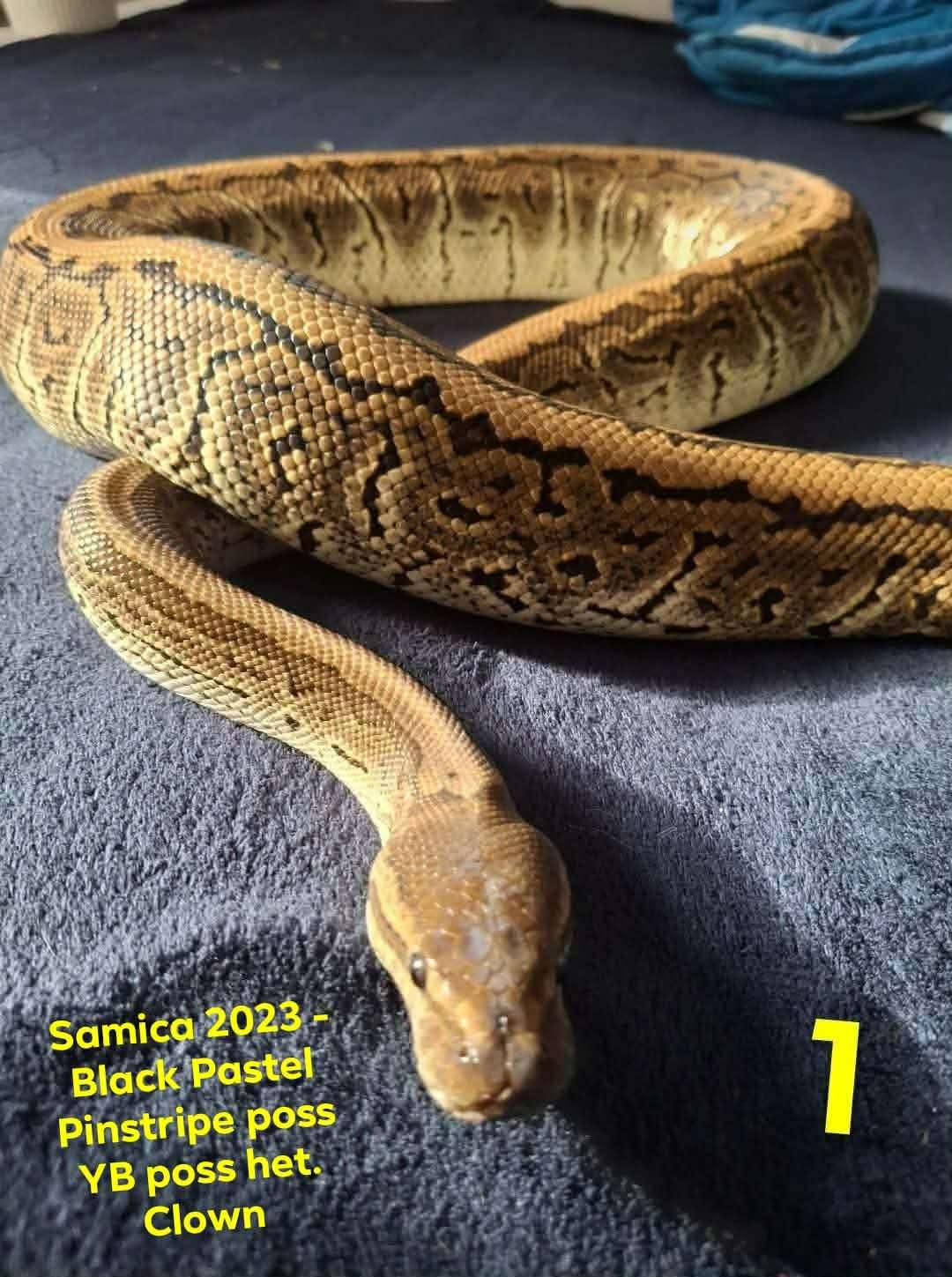 Python regius - Royal pythons with beautiful color patterns | Terra Market