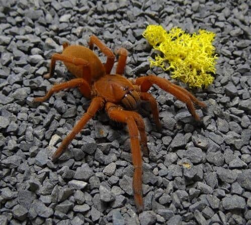 Orphnaecus philippinus - Orphnaecus philippinus | Terra Market