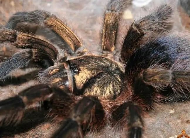 Phormictopus auratus - Phormictopus auratus | Terra Market