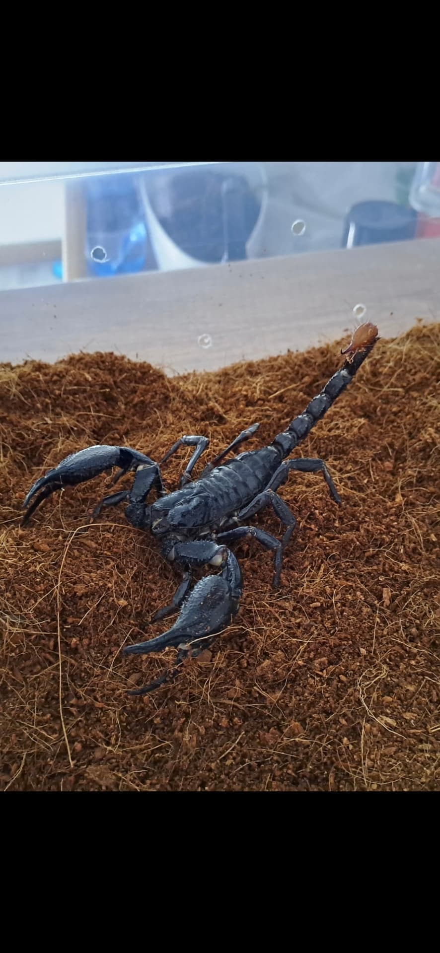 Heterometrus Spinifer - Dorosła samica Heterometrus Spinifer + osprzęt | Terra Market