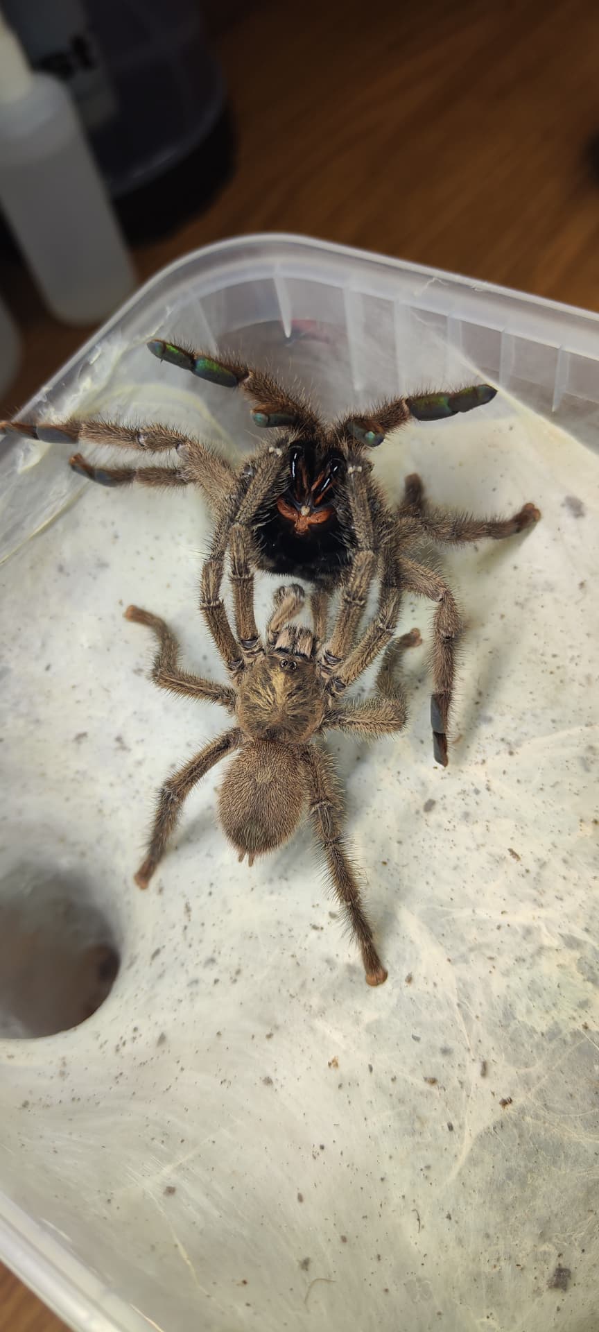 Caribena laeta L1