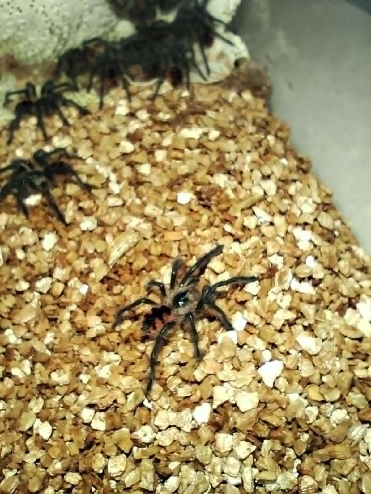 Pamphobeteus machala - Pamphobeteus machala L1 | Terra Market