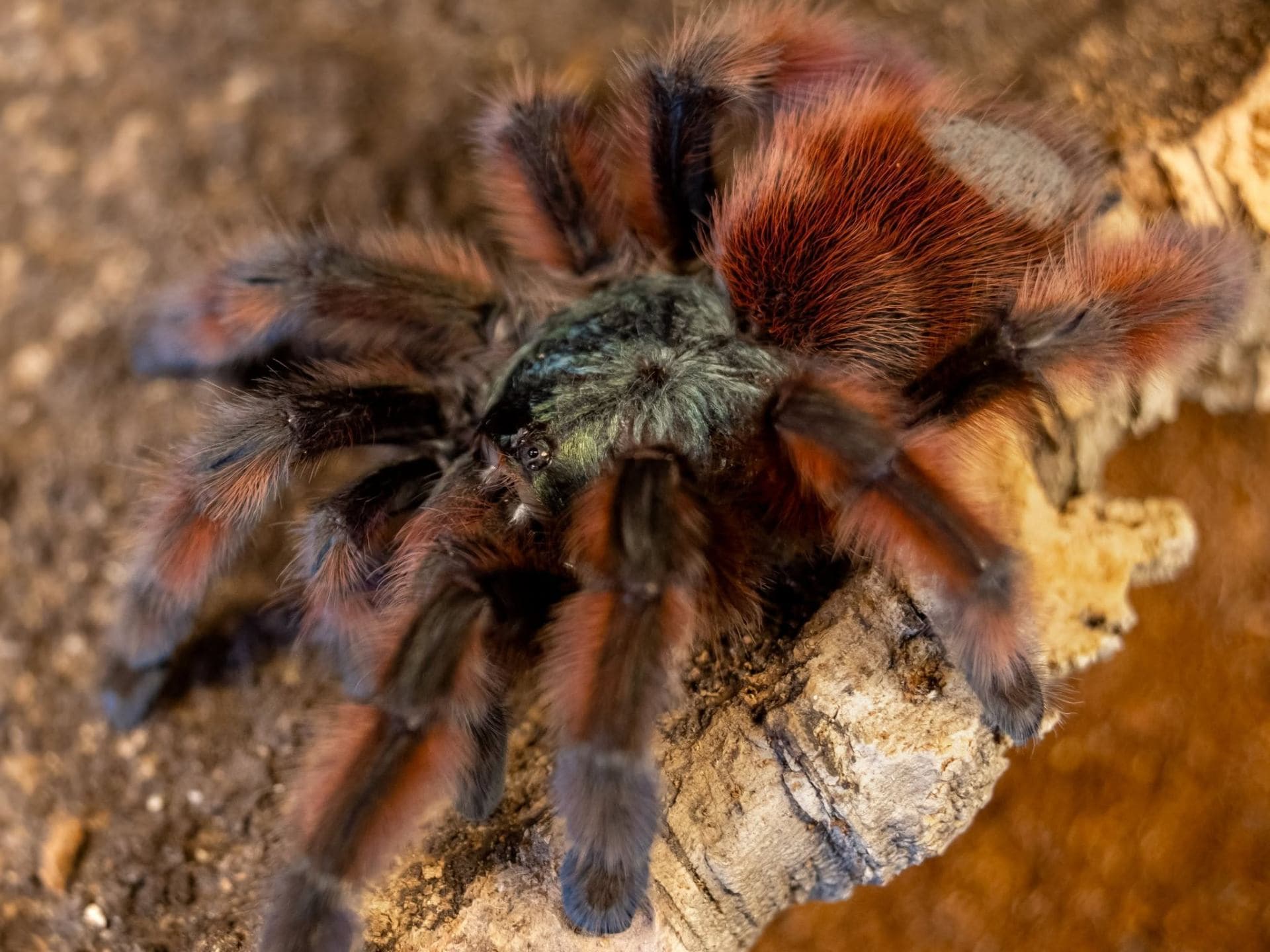 Caribena versicolor - Caribena versicolor L2 | Terra Market