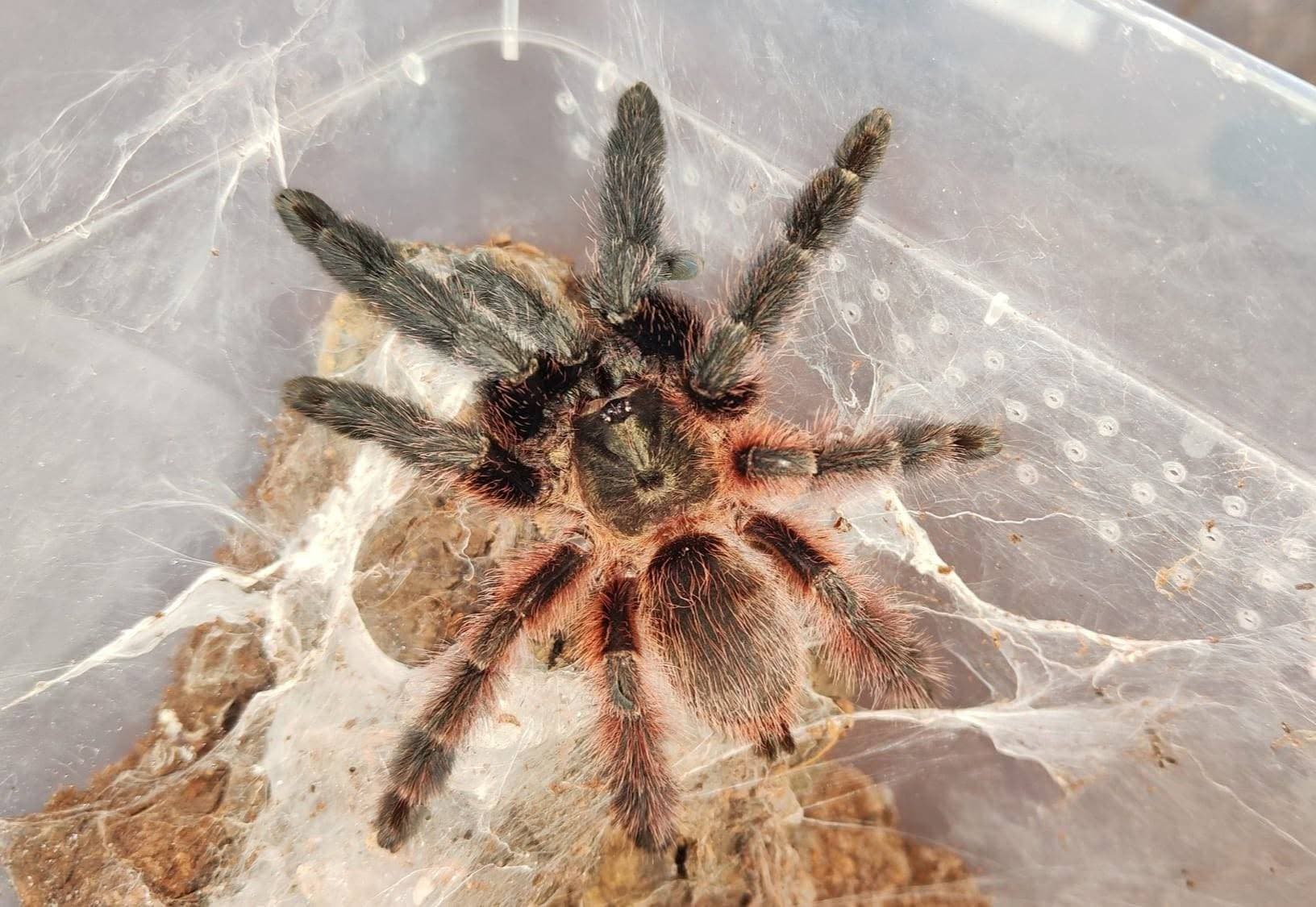Psalmopoeus victori - Psalmopoeus victori L1 | Terra Market