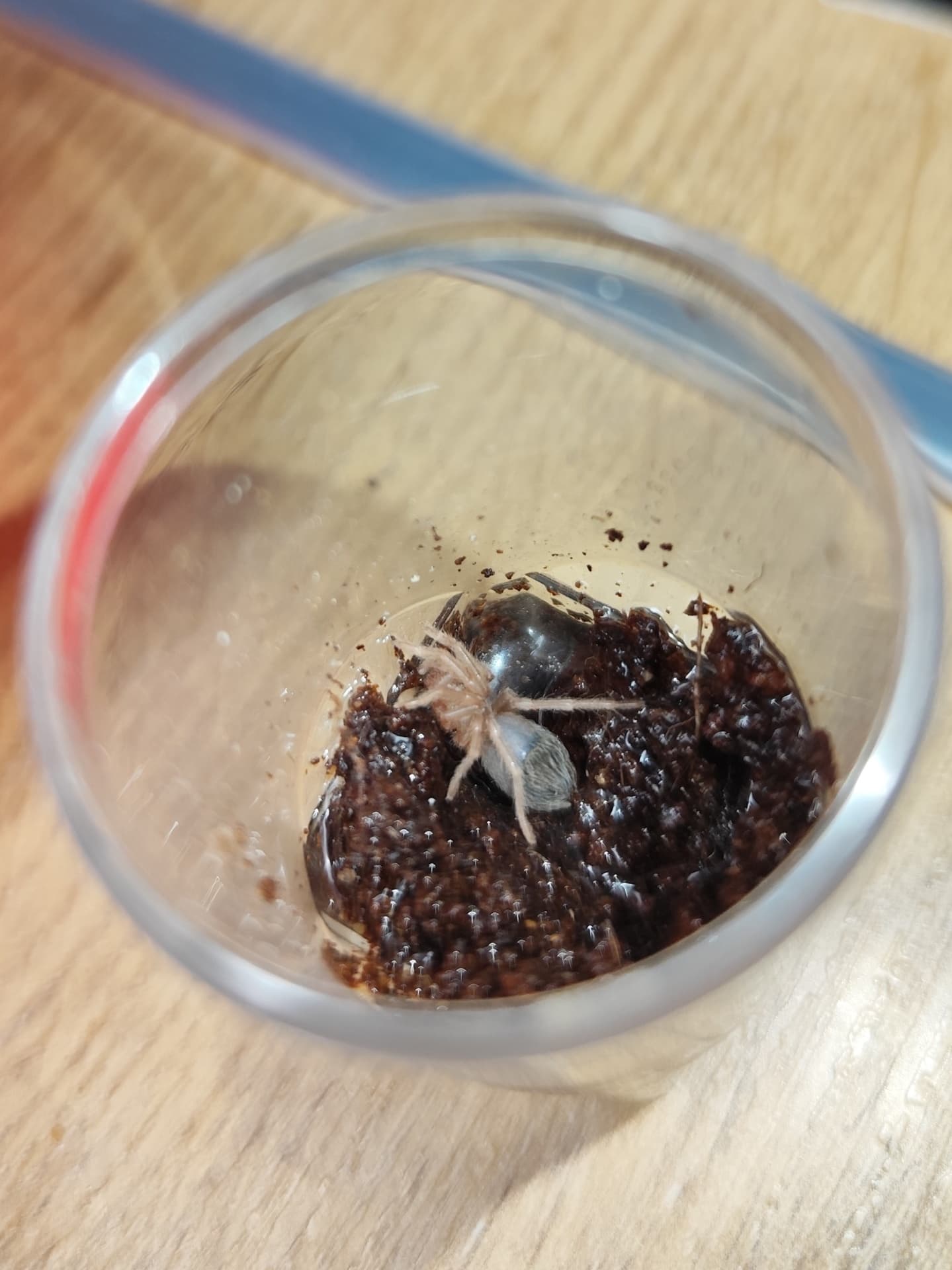 Lasiodora parahybana - Lasiodora Parachybana L5 | Terra Market