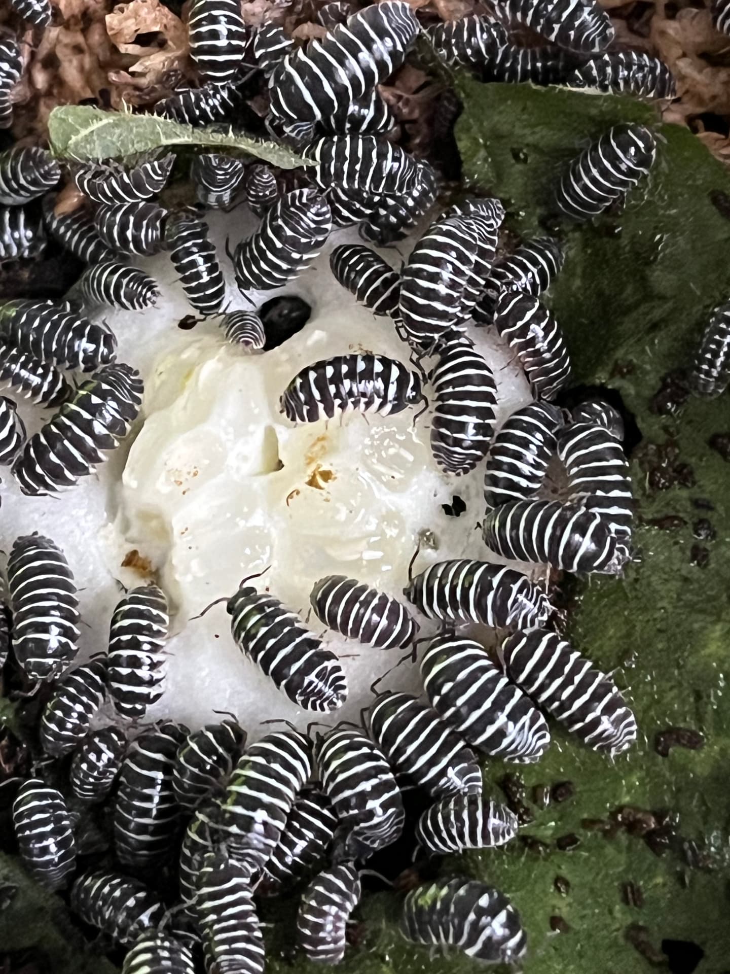 Armadillidium maculatum 10+ szt