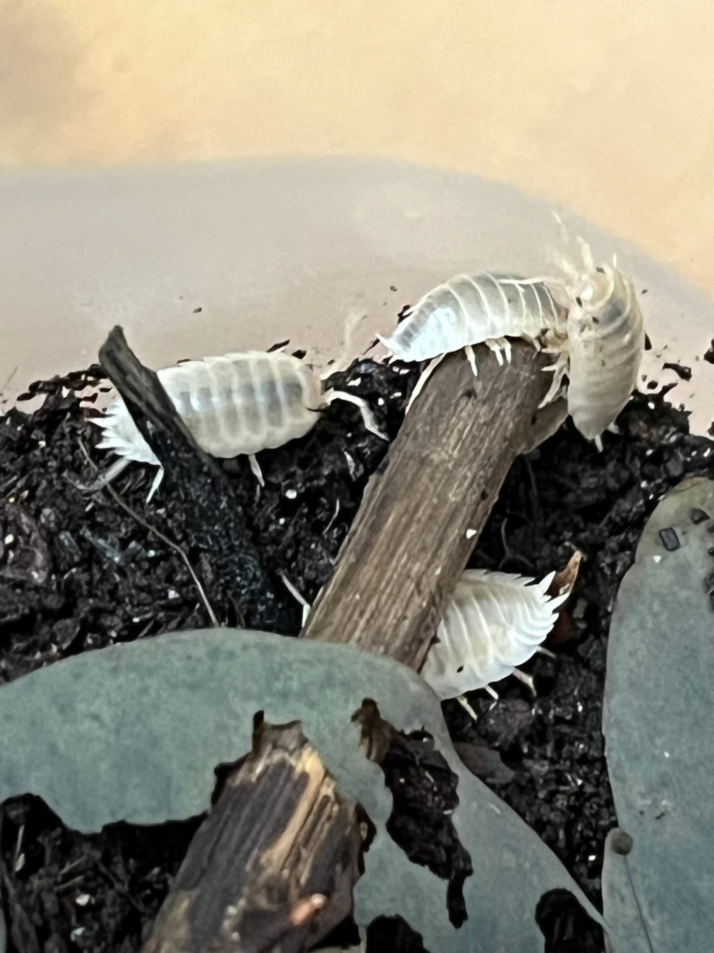Porcellio laevis white 10+ sztuk