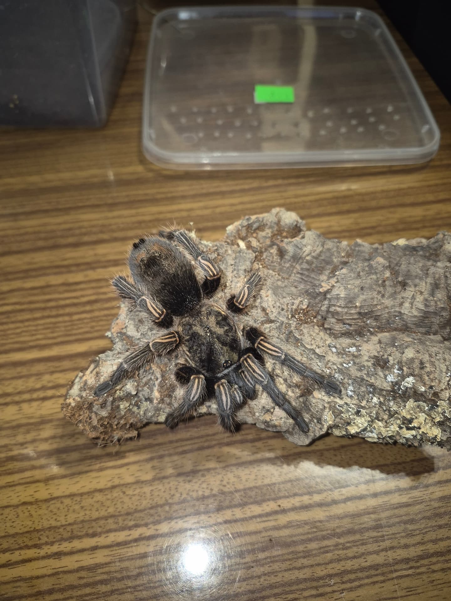 Thrixopelma - Thrixopelma | Terra Market