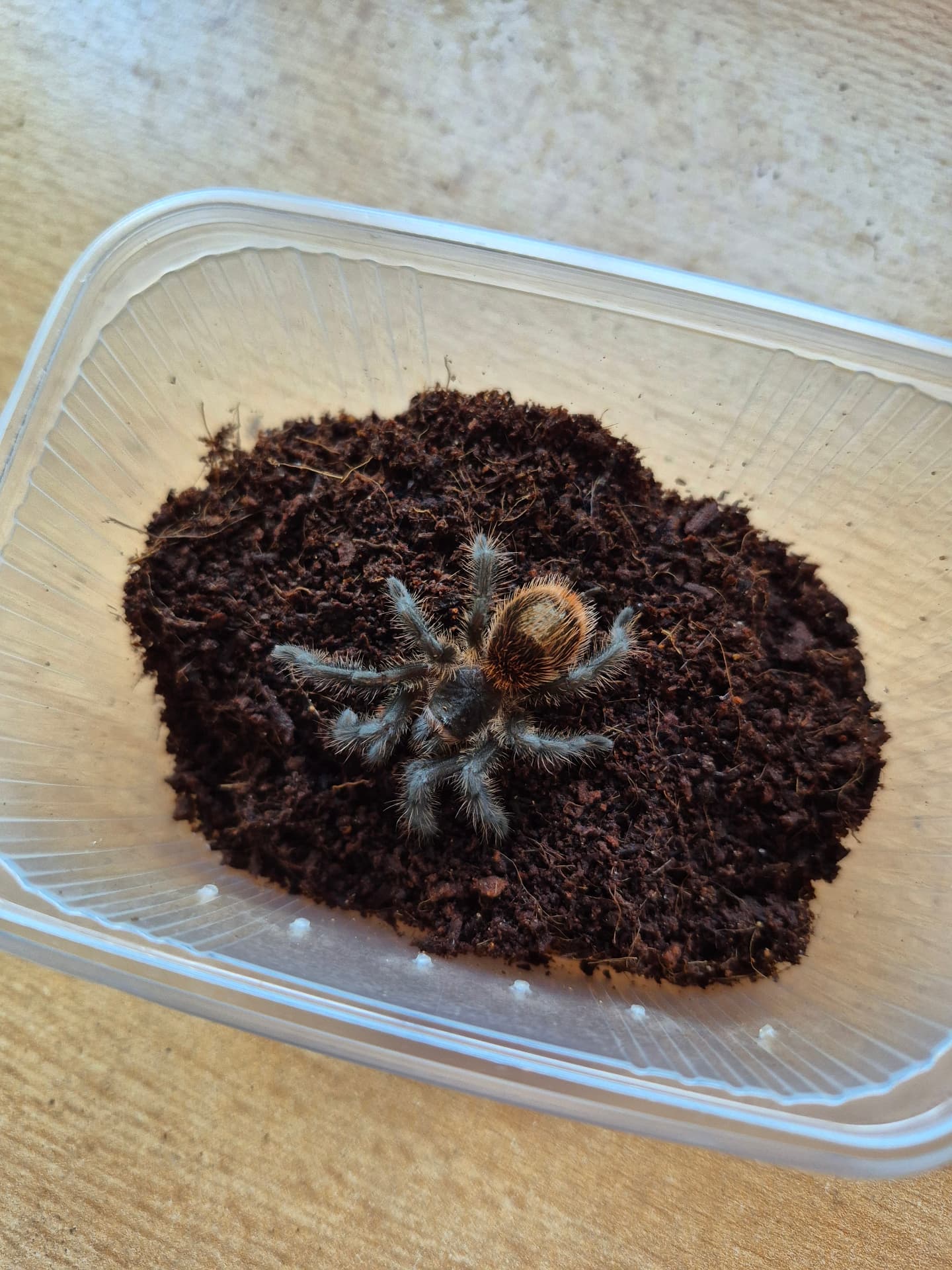 Grammostola actaeon - Grammostola acteon | Terra Market