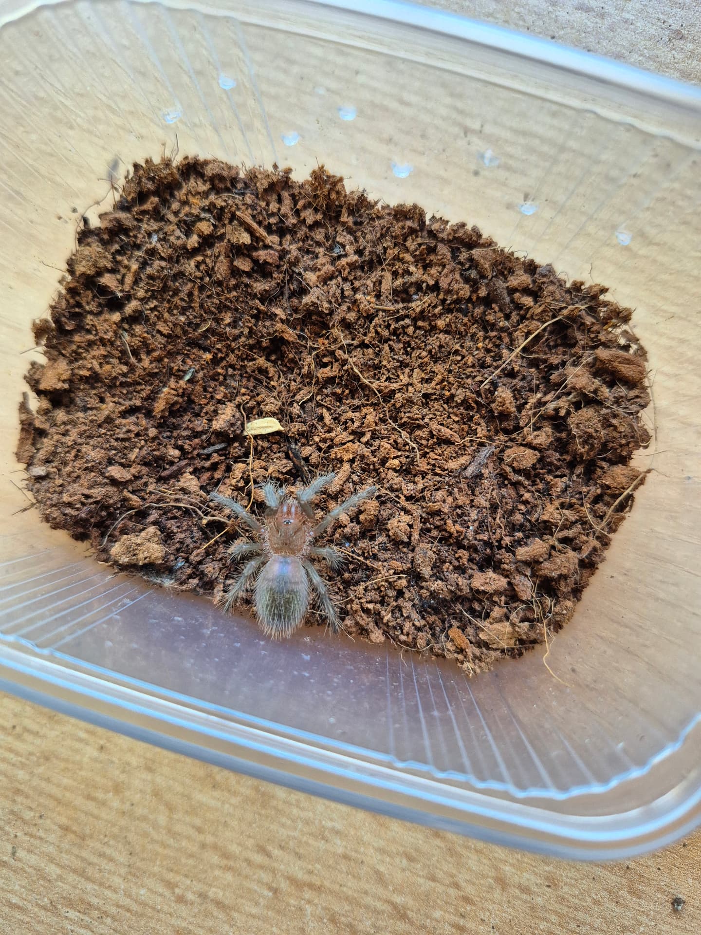 Grammostola grossa - Grammostola grossa | Terra Market