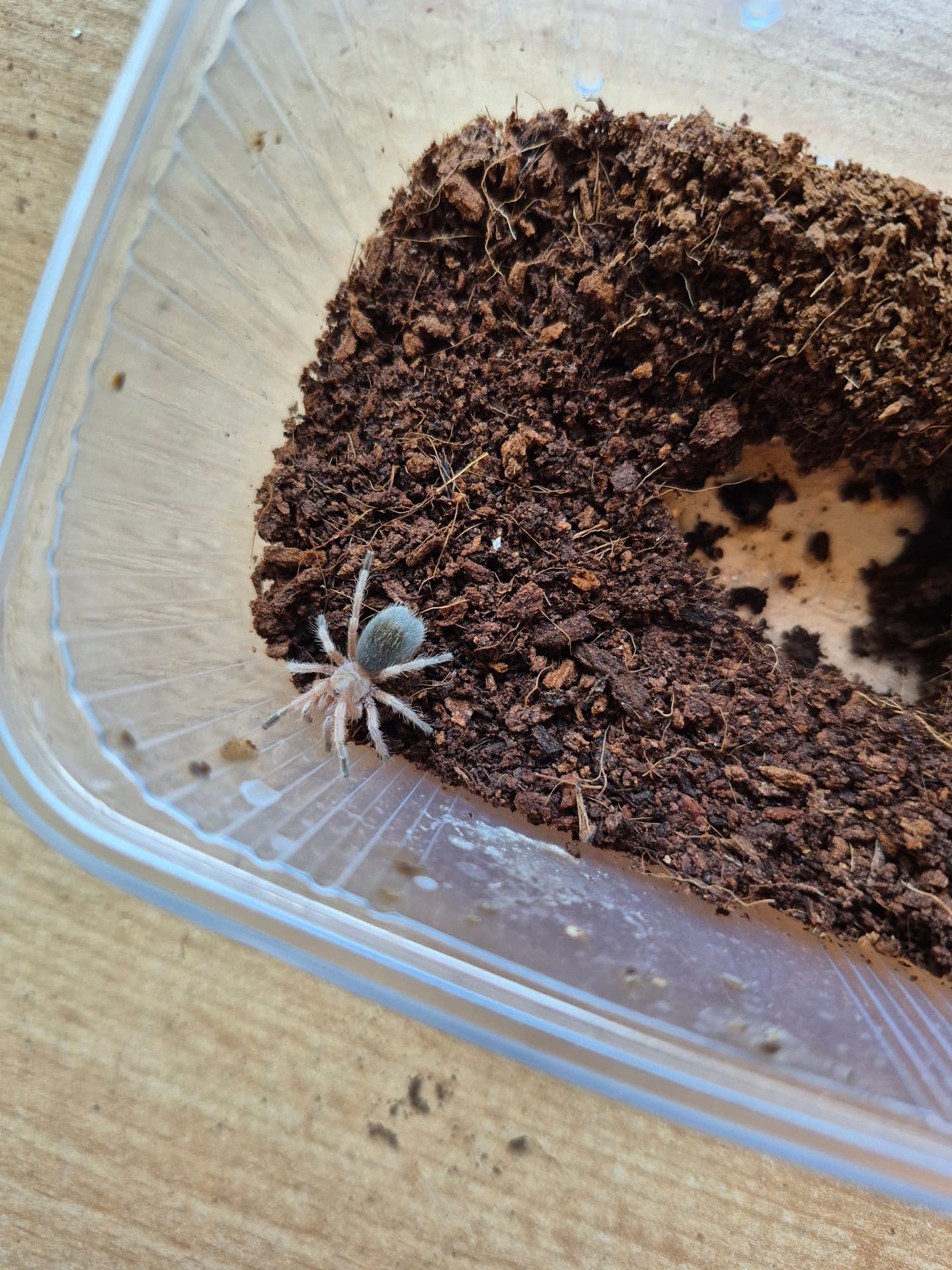 Grammostola rosea - Grammostola rosea red | Terra Market