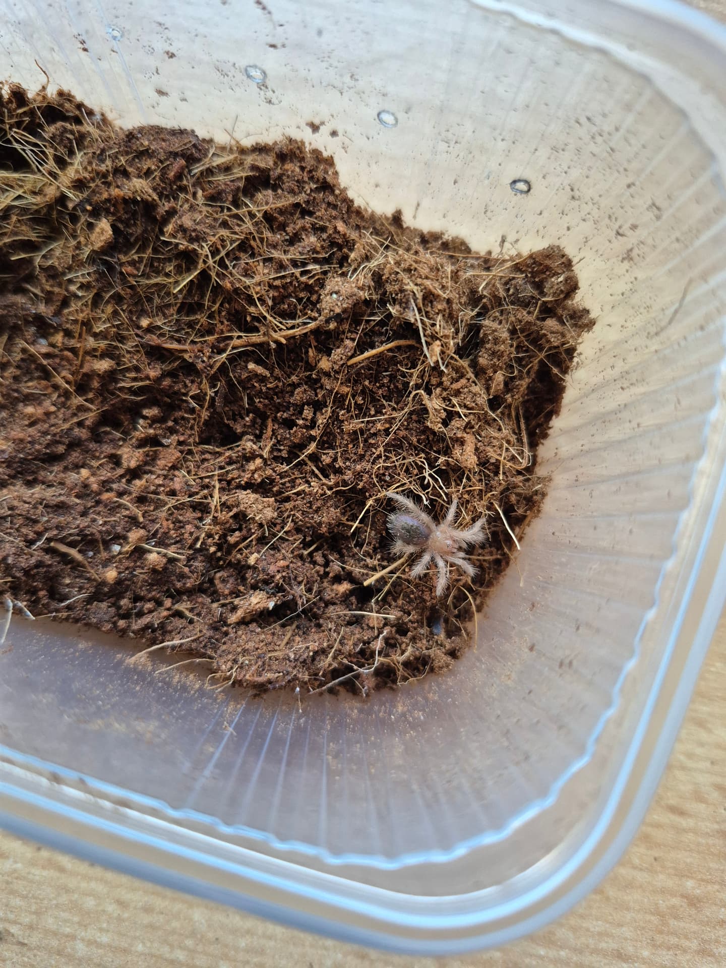 Grammostola pulchripes - Grammostola pulchripes | Terra Market