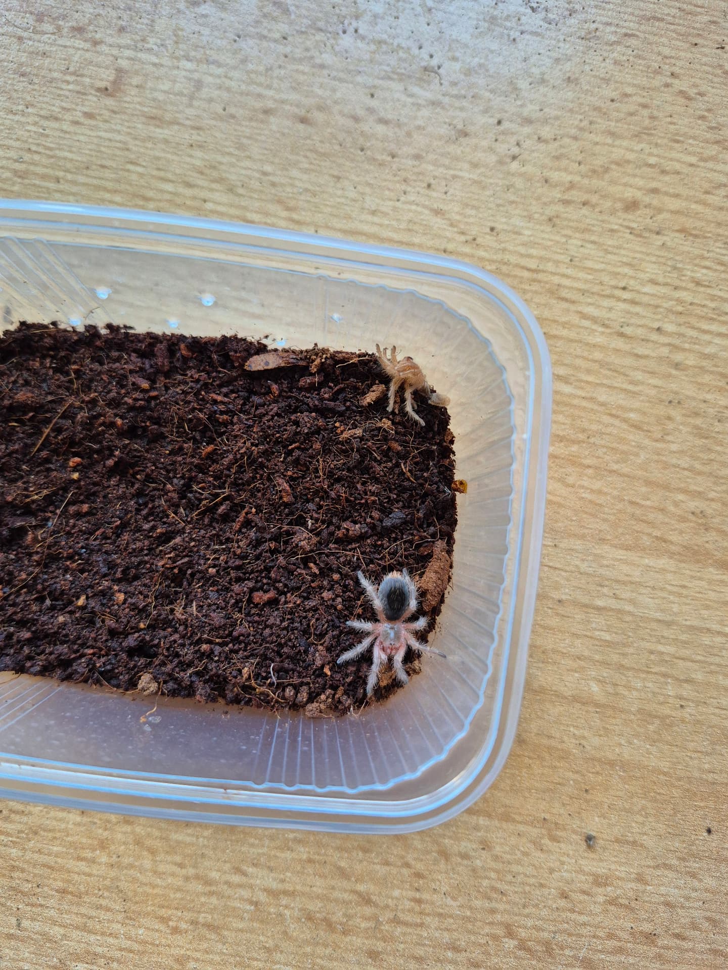 Grammostola vachoni - Grammostola vachoni | Terra Market