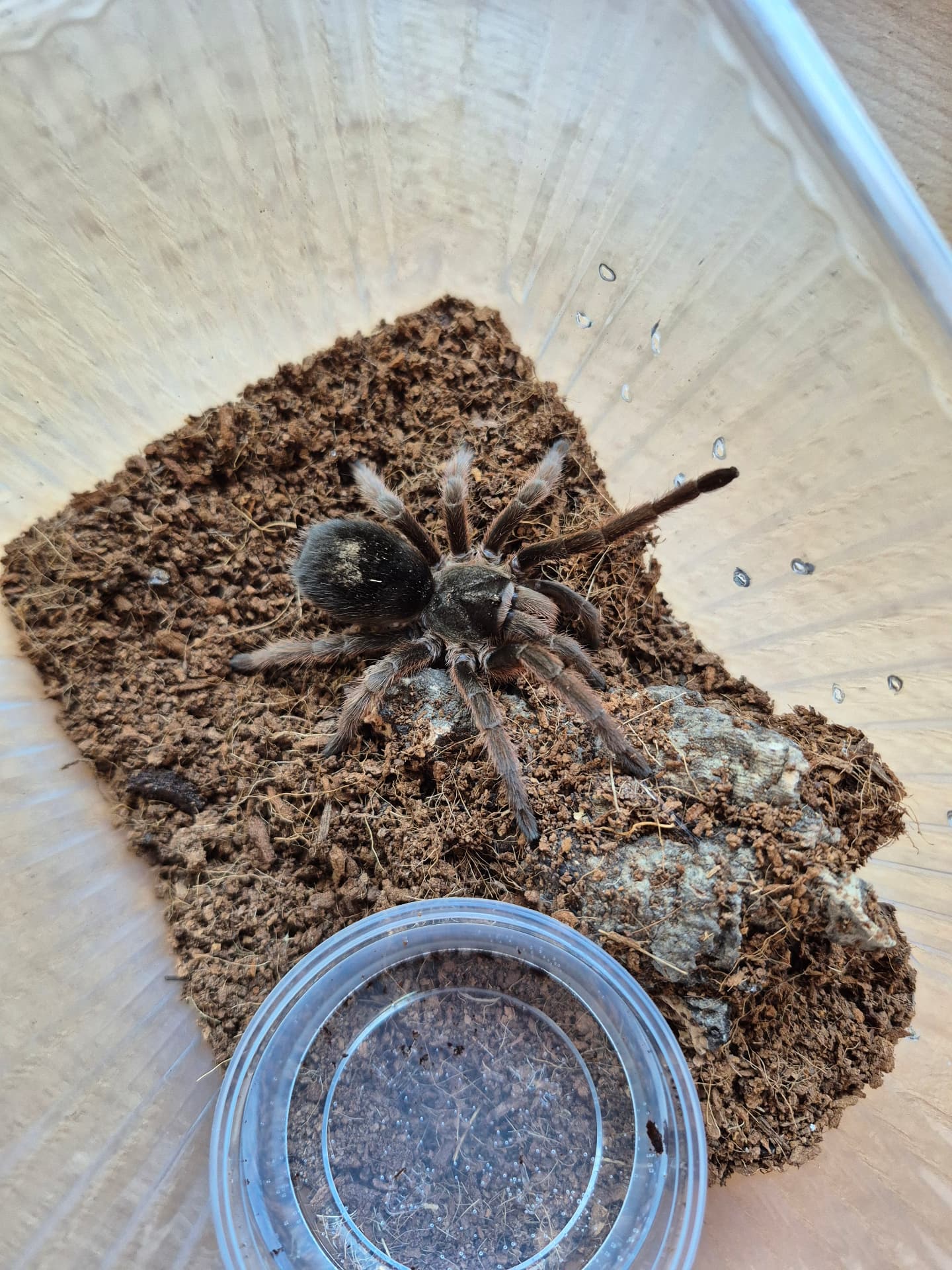 Grammostola alticeps - Grammostola alticeps | Terra Market