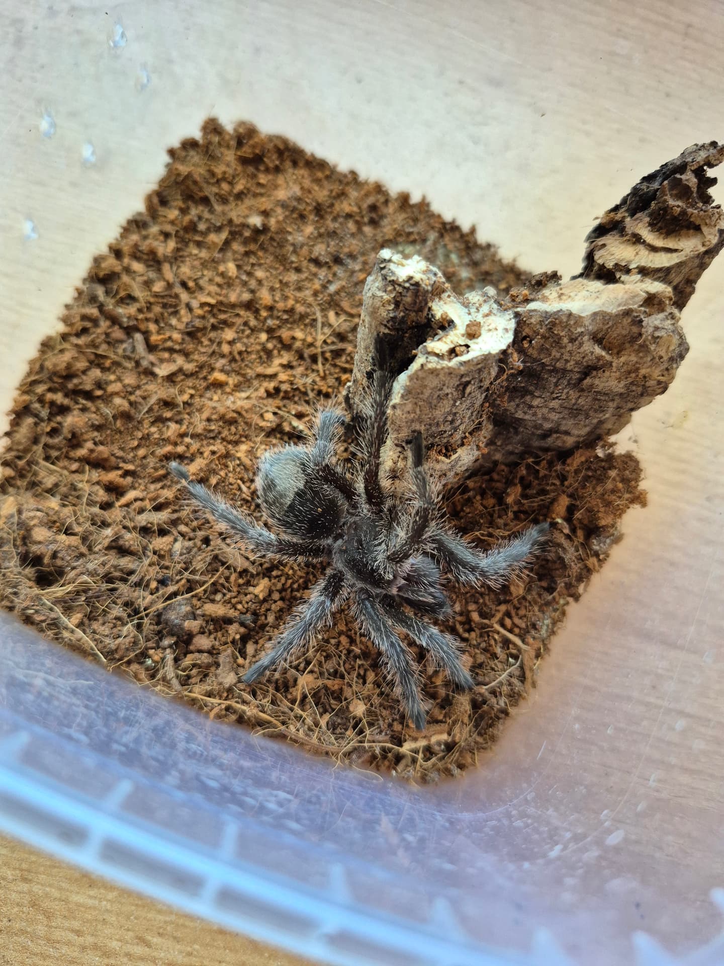 Grammostola sp. Formosa - Grammostola sp formosa | Terra Market